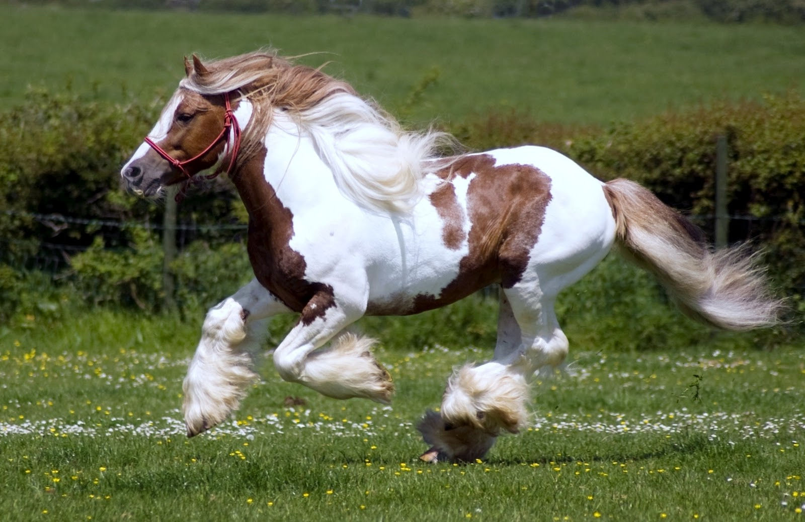 Wallpaper #9h2ULJMBlOZrFDOkbsoH190 Wallpaper Gallery Beautiful Horse Wallpaper 5