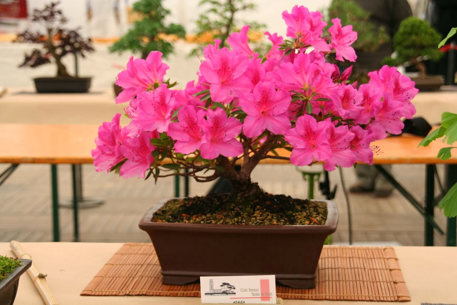 Wallpaper #d8e0c Satsuki Azalea Bonsai Trees Buy Online Greenwood Bonsai Studio