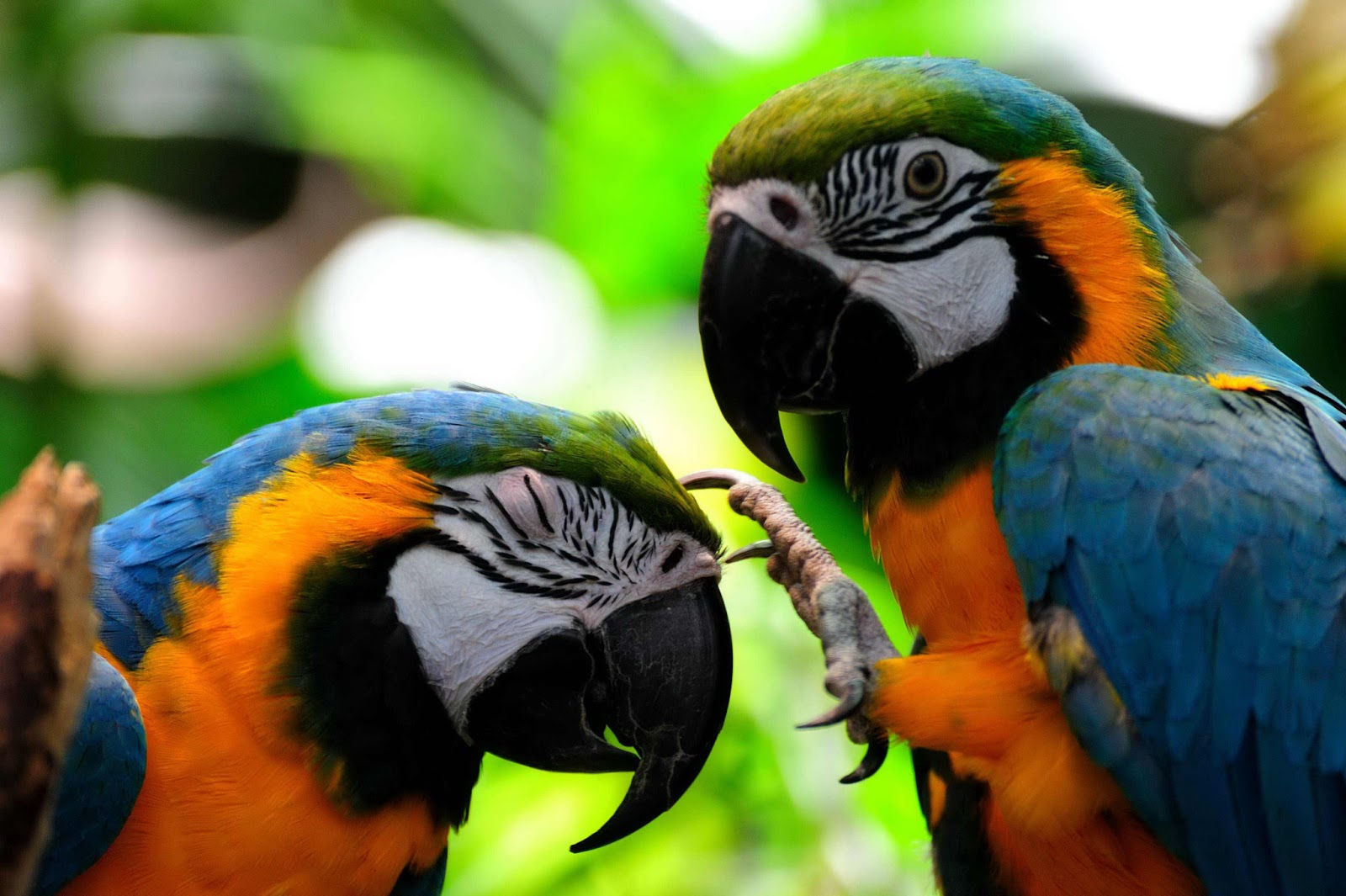 Wallpaper #sXf8J5MB-pgBXx60hKh245 Amazon Rainforest Birds Pictures Just for Sharing