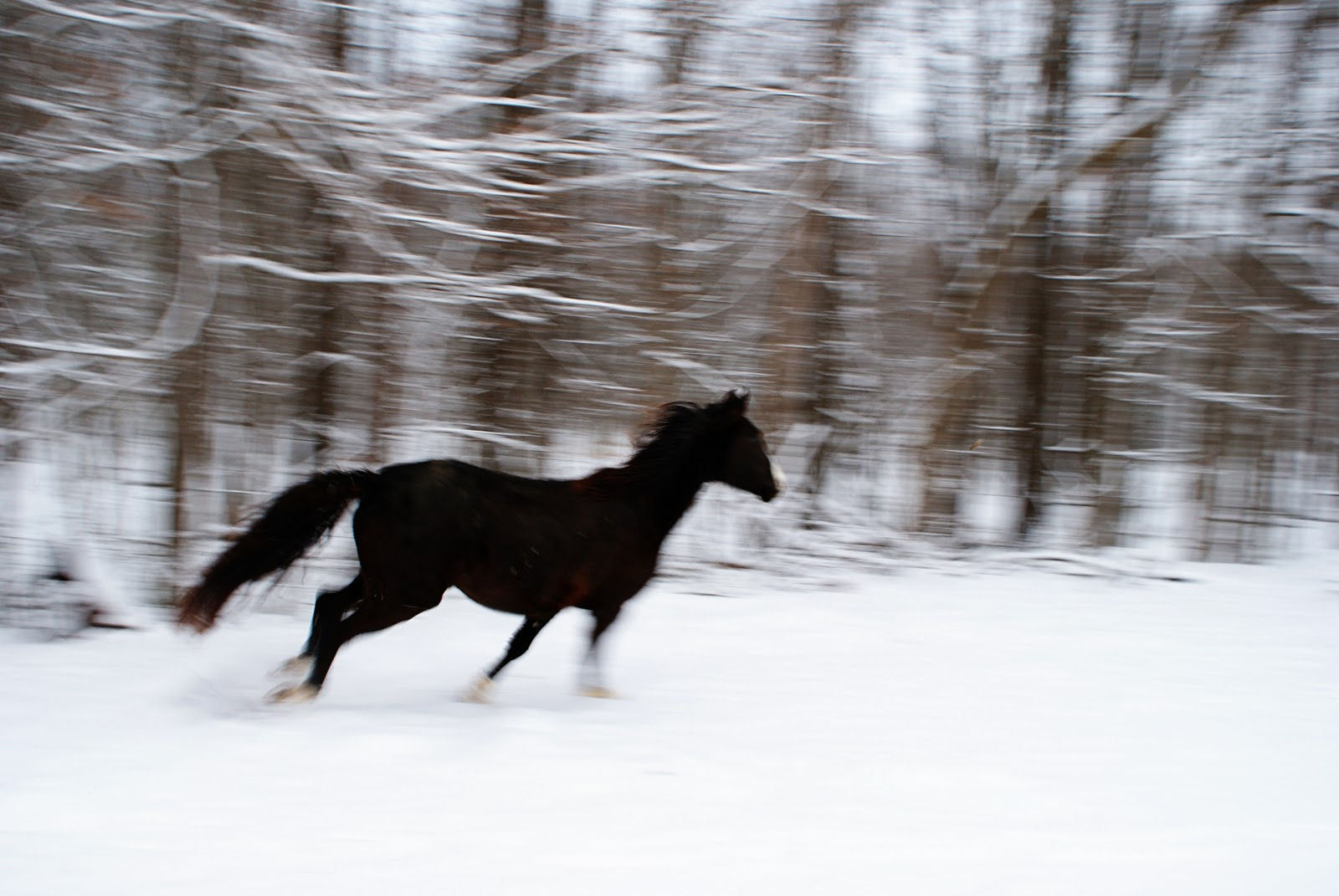 Wallpaper #Rmc1DJMBSpphPi3-Bt0d134 My Corner of the World Snow and Horses