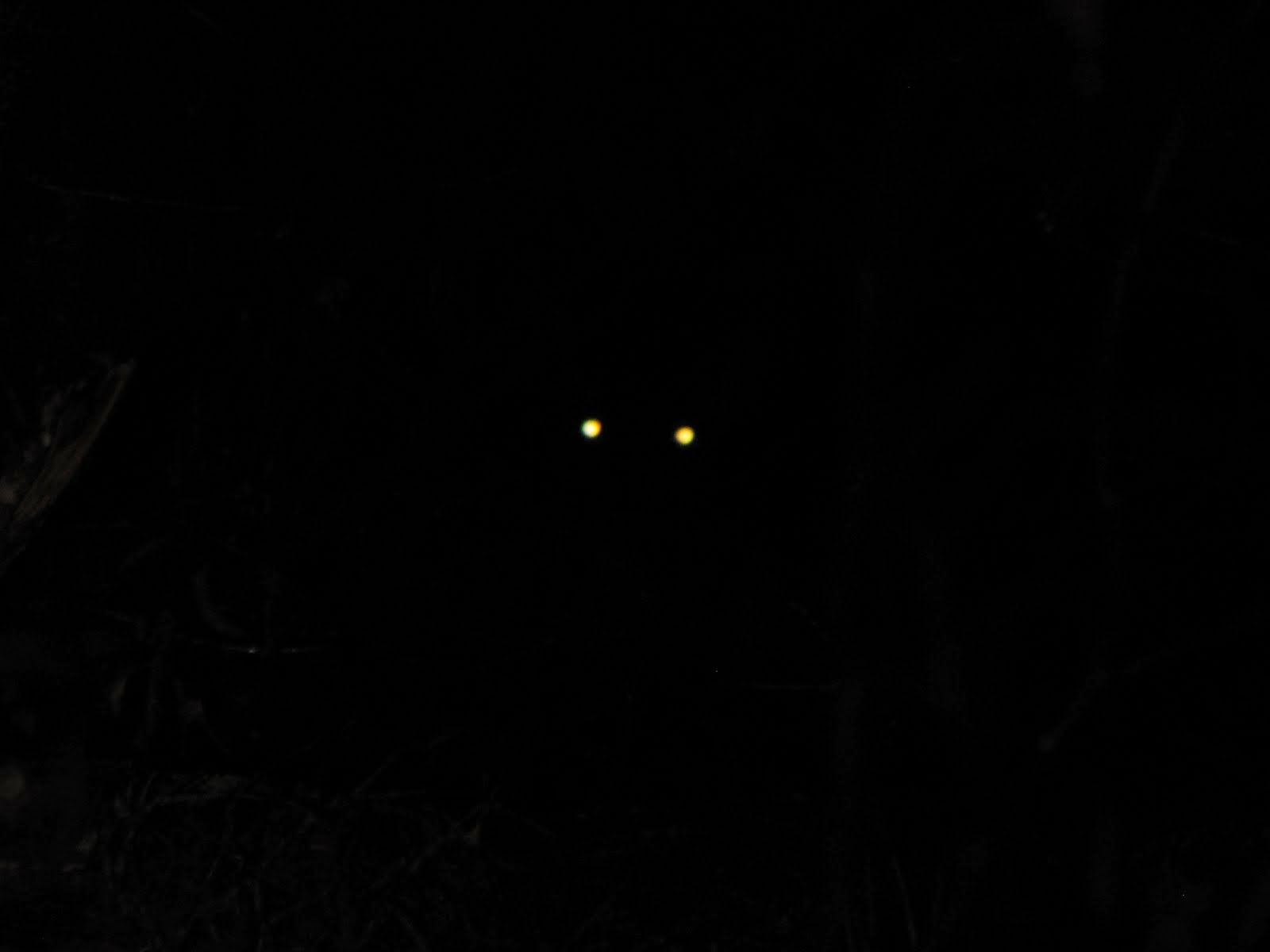 Wallpaper #0002c Glowing Wolf Eyes at Night