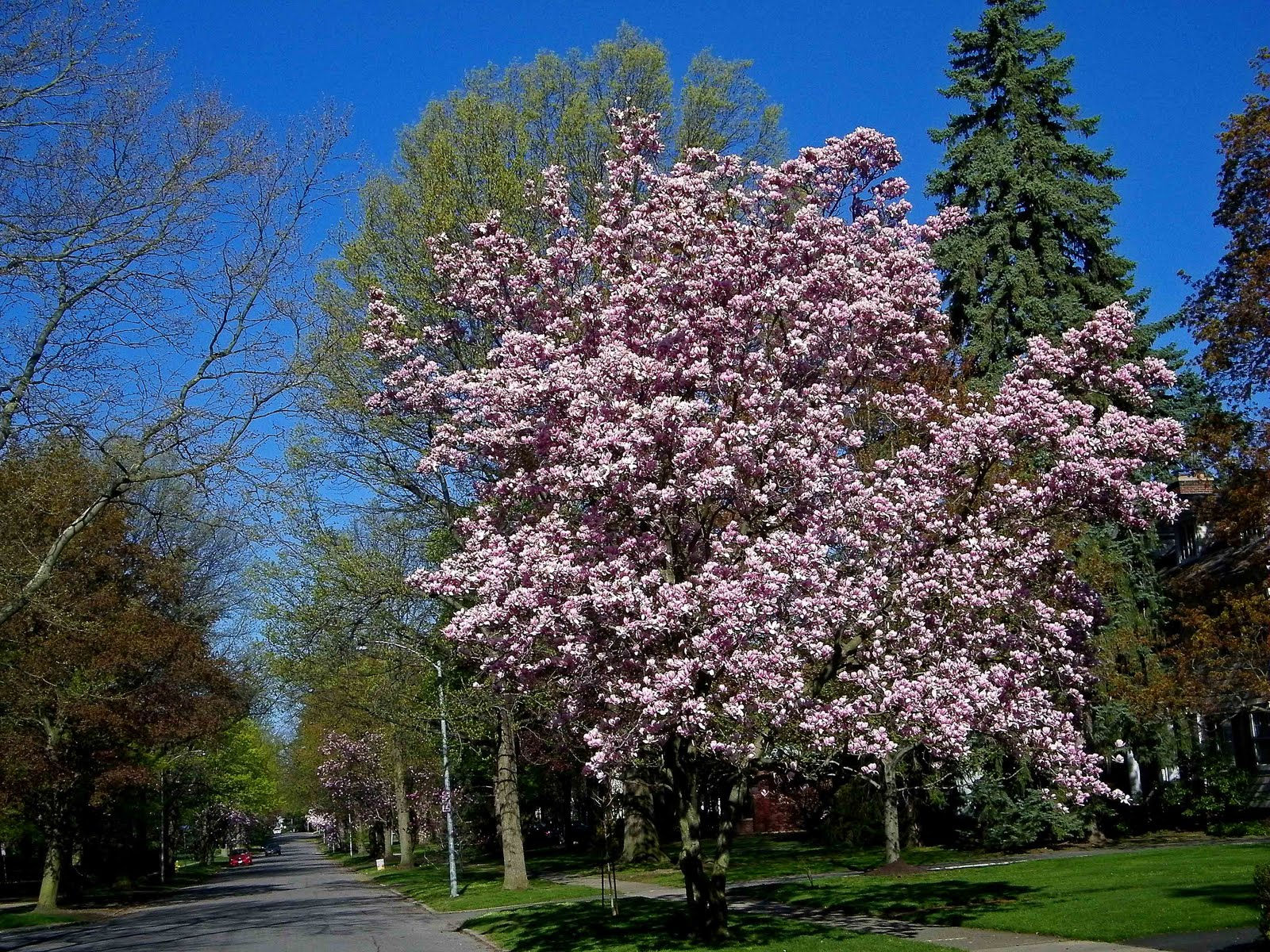 Wallpaper #35F56 Pink Magnolia Trees Crazy for Gardening