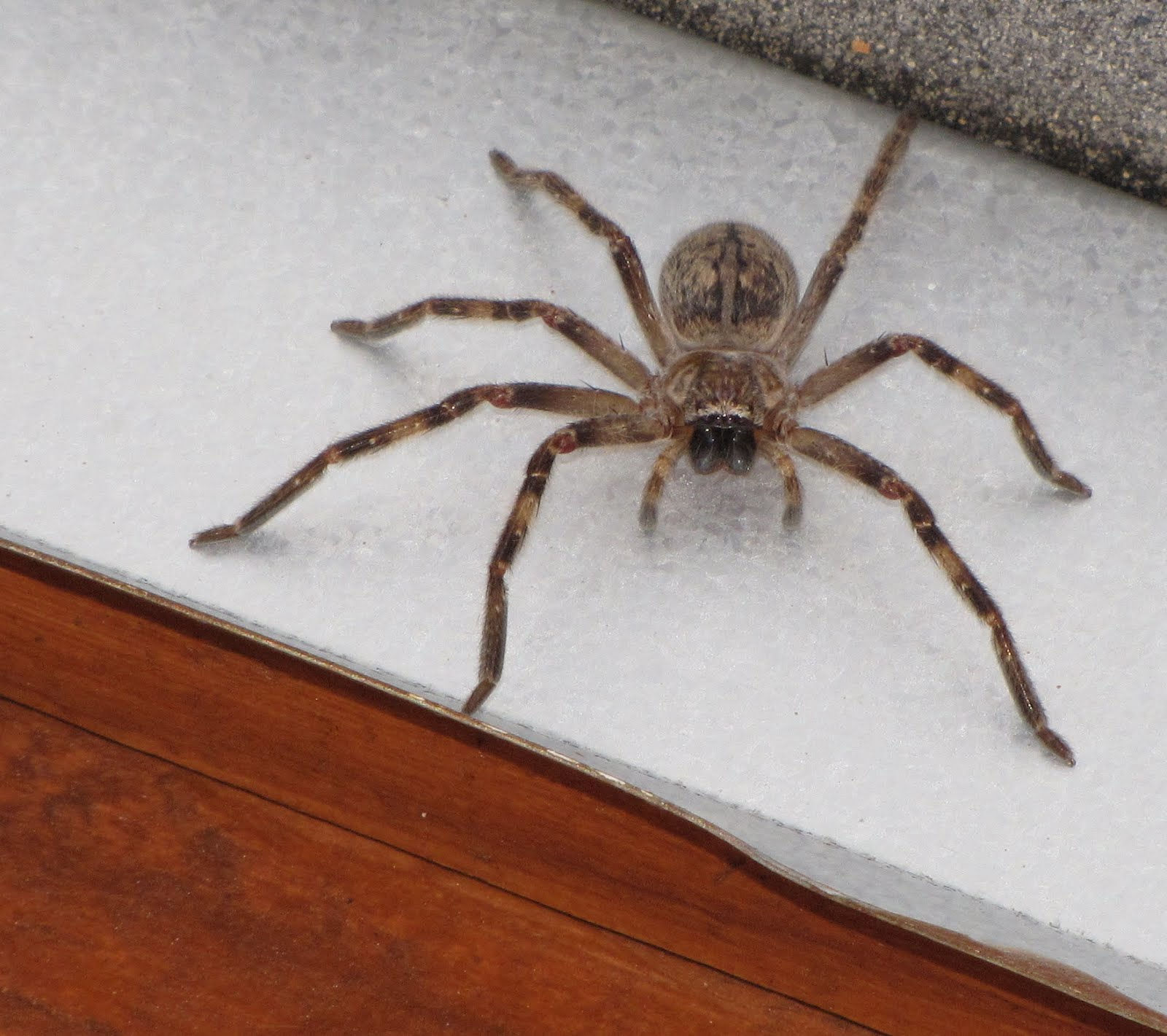 Wallpaper #VWcg6ZIBSpphPi3-e0A-182 Bug Eric Spider Sunday Giant Crab Spider