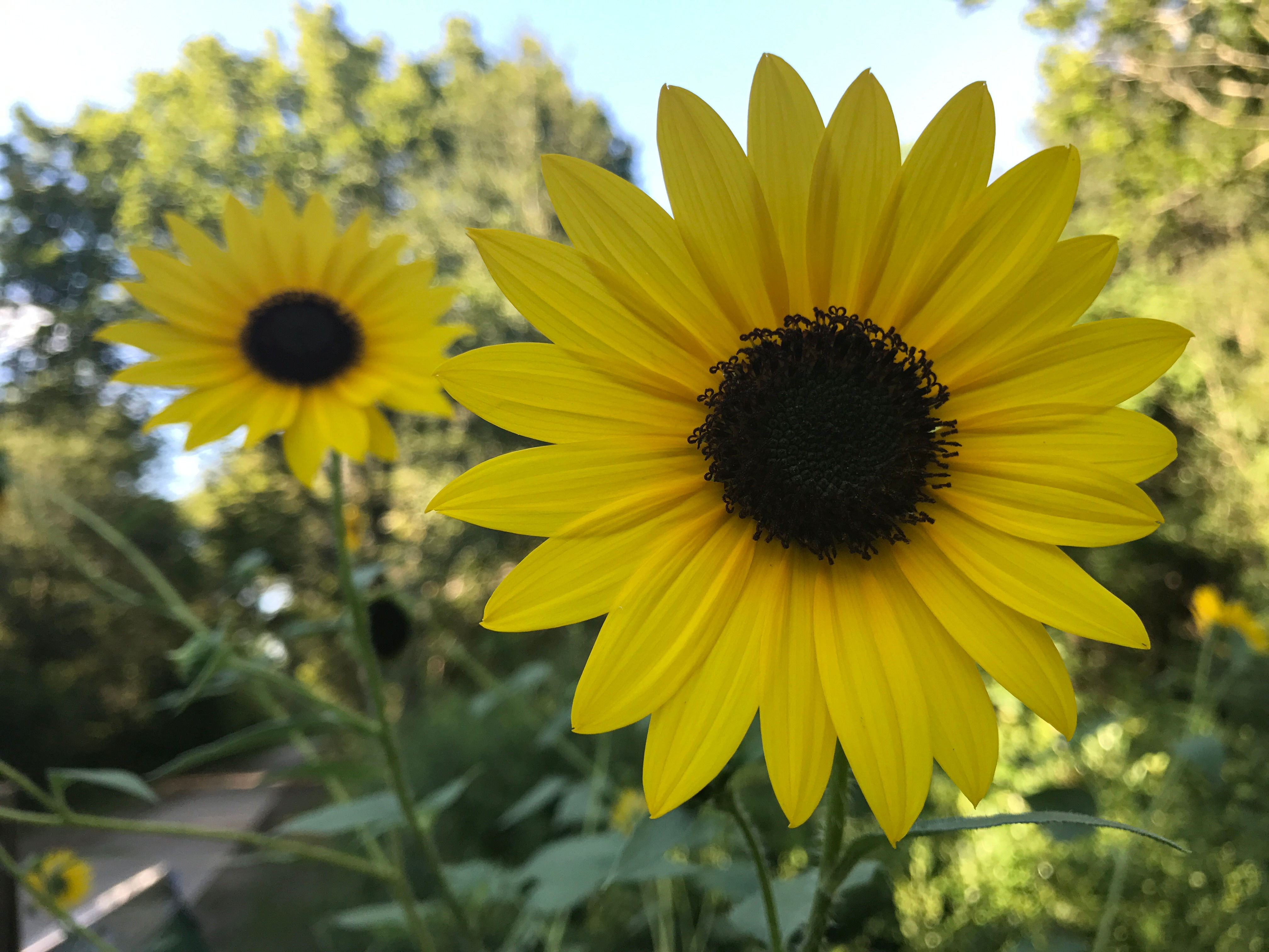 Wallpaper #0DCE3 Florida Wildflowers Narrowleaf Sunflower Gardening in the Panhandle