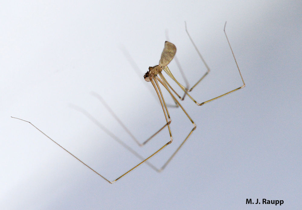 Wallpaper #ce6bd Giant Spider on the Ceiling of an Abandoned Psychiatric Hospital R