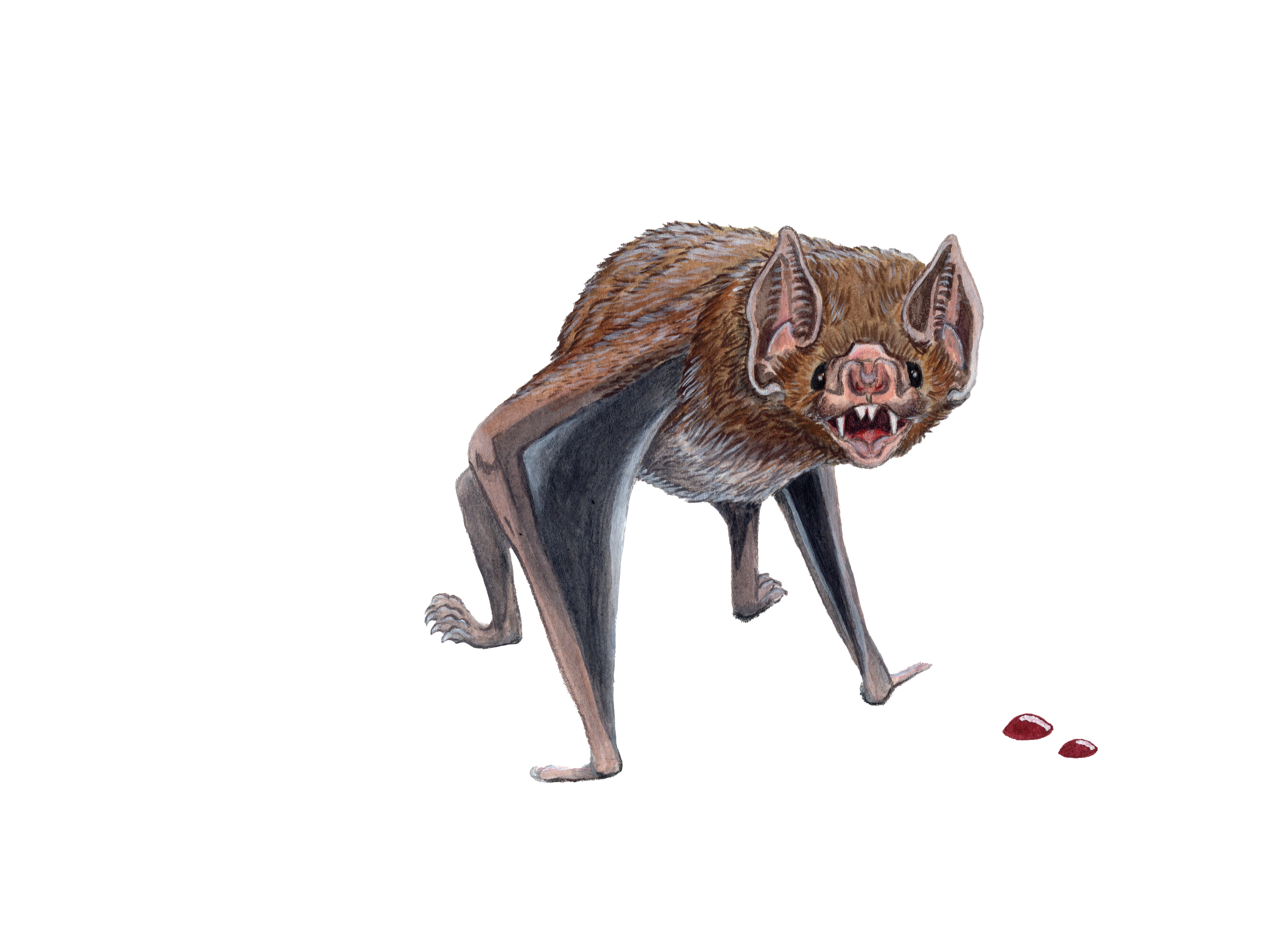 Wallpaper #r3KDMpMBX2lk1u3ogFrF189 Bats Kristen Burroughs Illustration