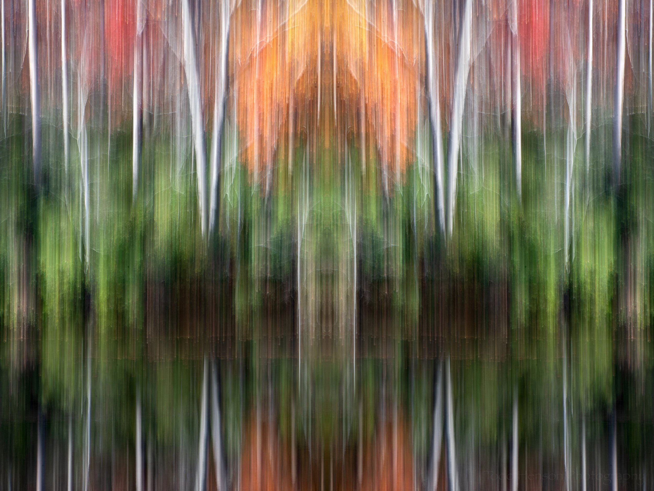 Wallpaper #r2fTEJMBSpphPi3-HPTq135 A Day for Abstracts in the Forest Todd Henson Photography