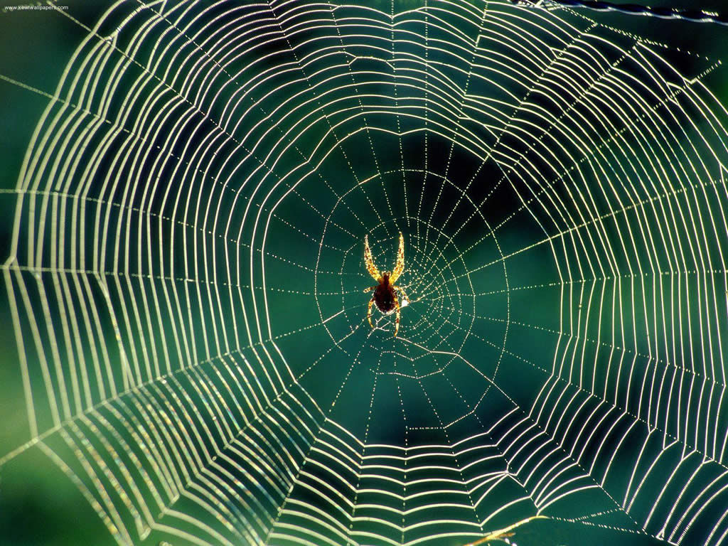 Wallpaper #NP8hZ5MB3lSXT3zUKuKu346 How Spiders Make Webs What Do Spiders Do Not Make Webs Books Free
