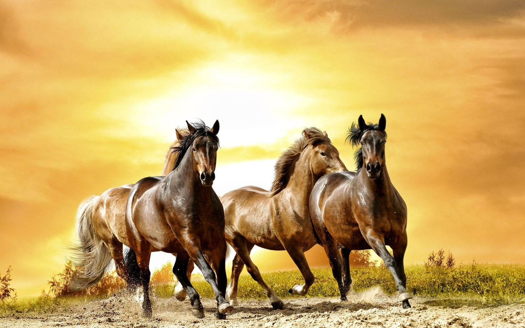 Wallpaper #th2FLJMBlOZrFDOkscqQ80 Running Horses All HD Wallpapers Gallery