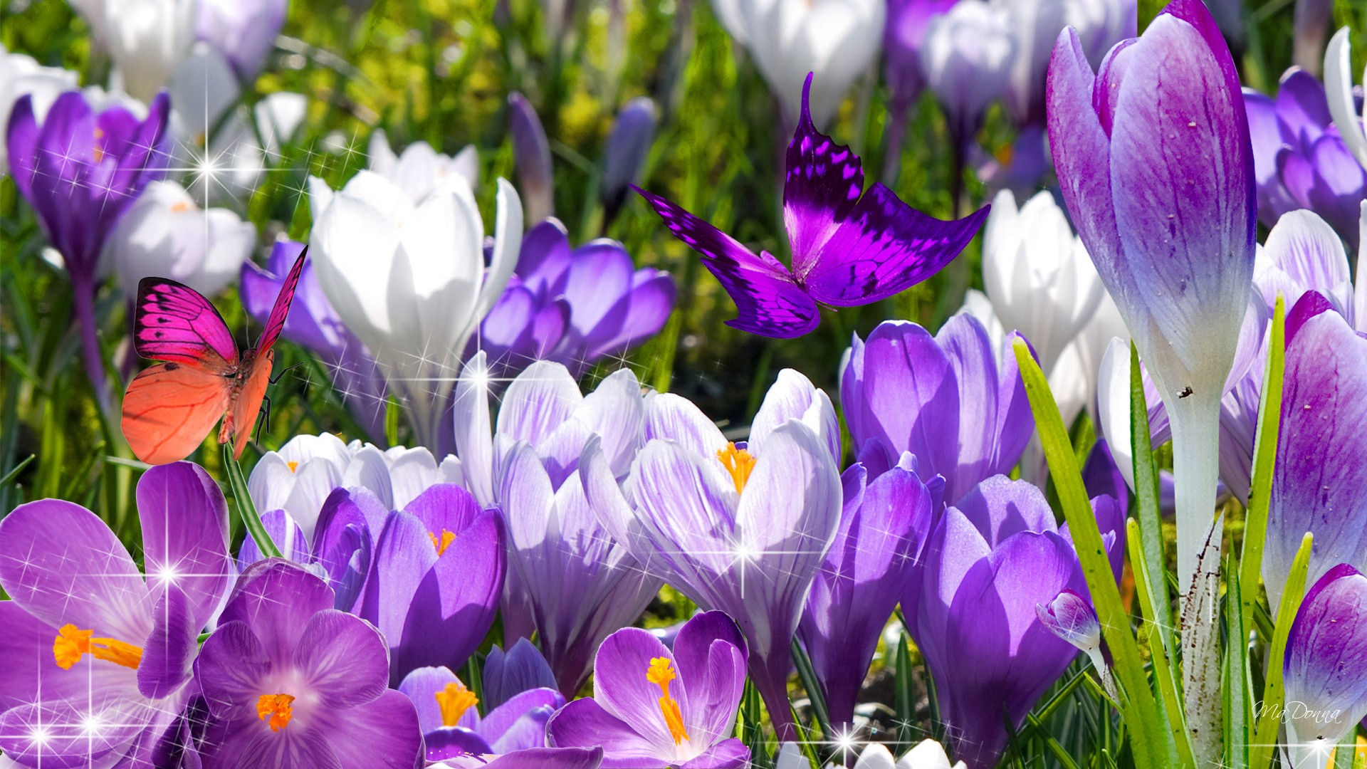 Wallpaper #1WhXIpMBSpphPi3-TjLh273 Spring Flowers Screensavers Wallpaper Wallpapersafari