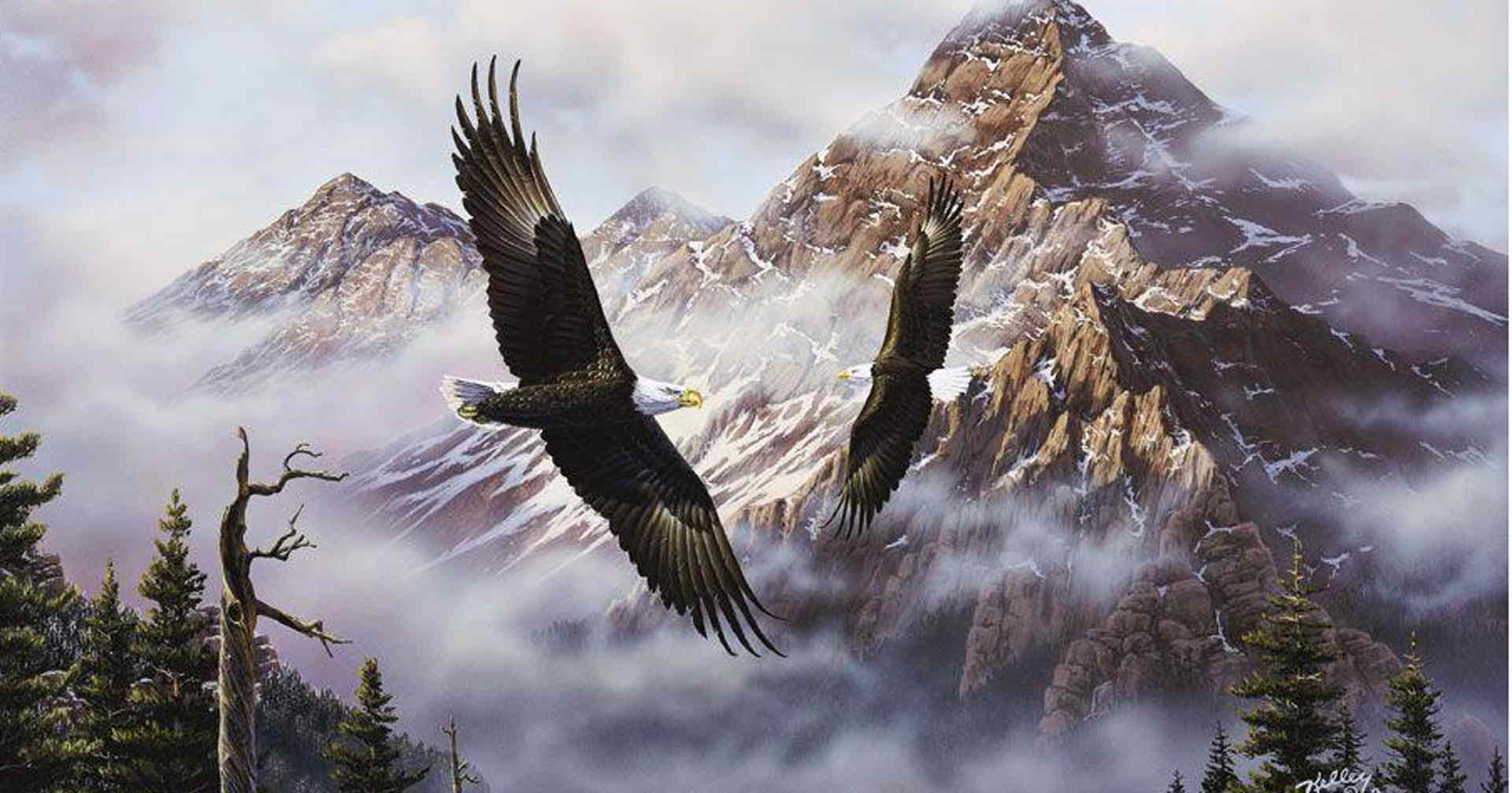 Wallpaper #6ef95 11209 Gier Eagle Images Stock Photos Vectors Shutterstock