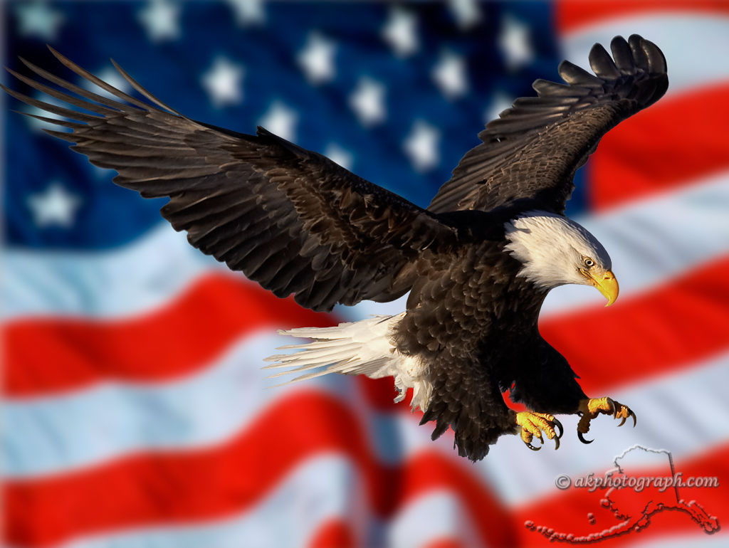 Wallpaper #6ef95 11209 Gier Eagle Images Stock Photos Vectors Shutterstock