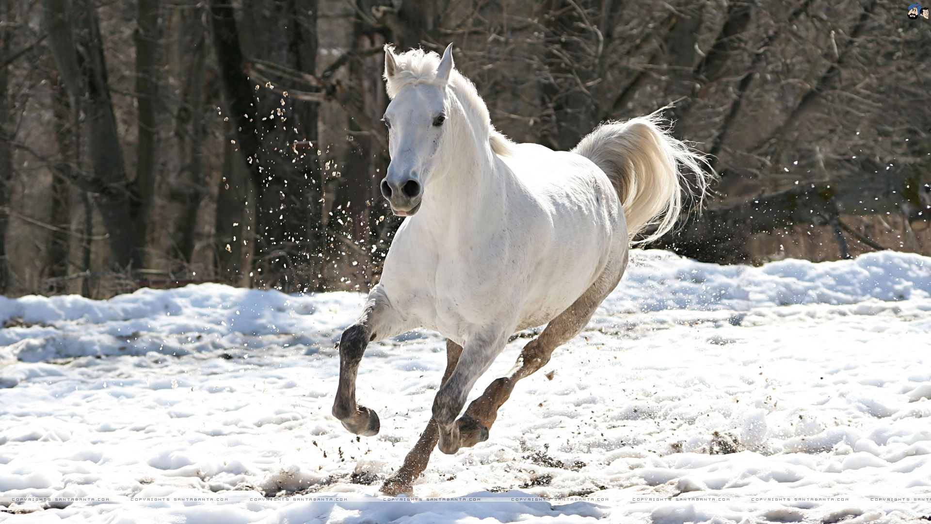 Wallpaper #Ln1h8I4Bnwiau_P6-Aaj35 Free Horses Wallpapers for Windows Wallpapersafari
