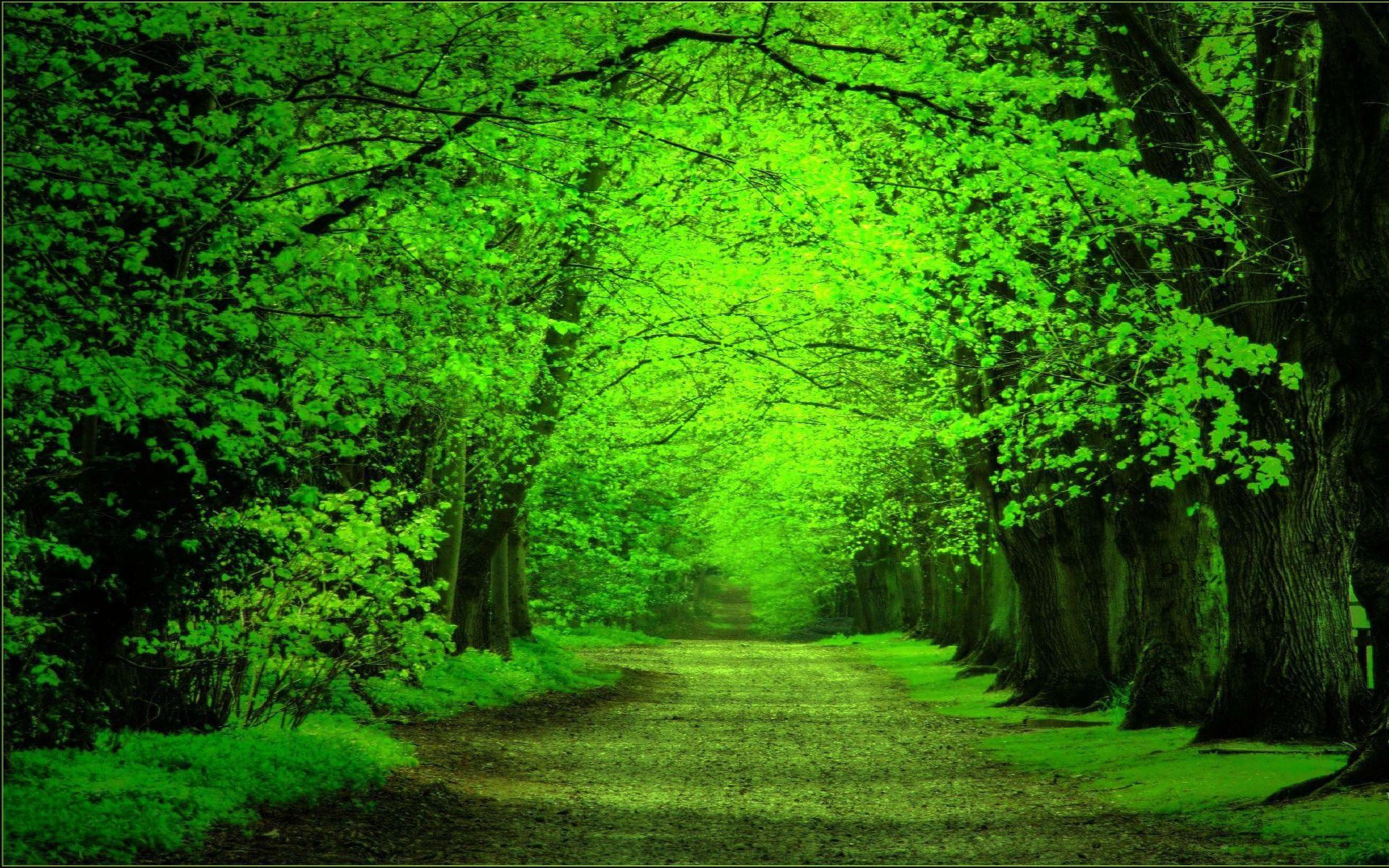 Wallpaper #4kDcLpMBJhL2WPbaNbo273 Green Forest Background Wallpapersafari
