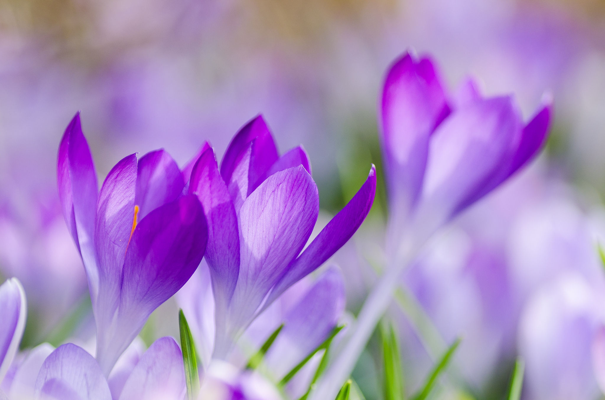 Wallpaper #GGf-DJMBSpphPi3-LeJe173 Purple Spring Flowers Wallpapers Wallpapersafari