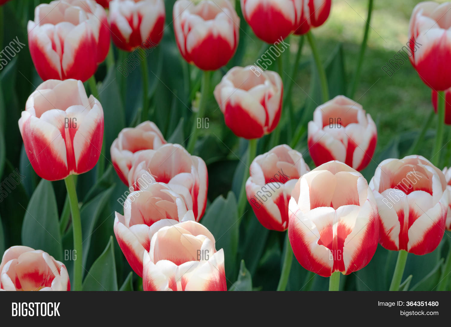 Wallpaper #0f480 Tulips Golden Varietie Stock Image Image of Grass 19338473