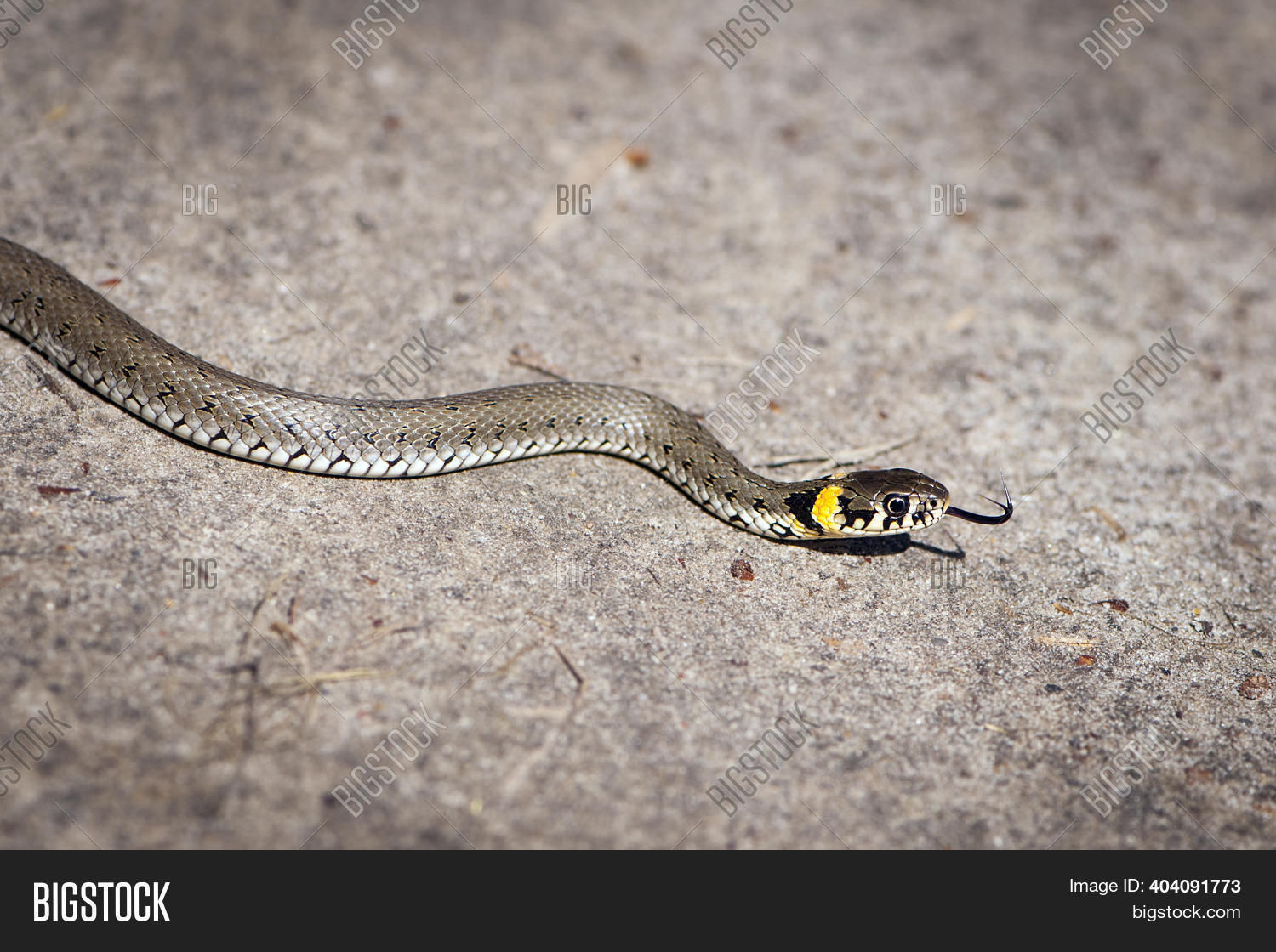 Wallpaper #9mdFCpMBSpphPi3-NNO0321 Crawling Animals Snake
