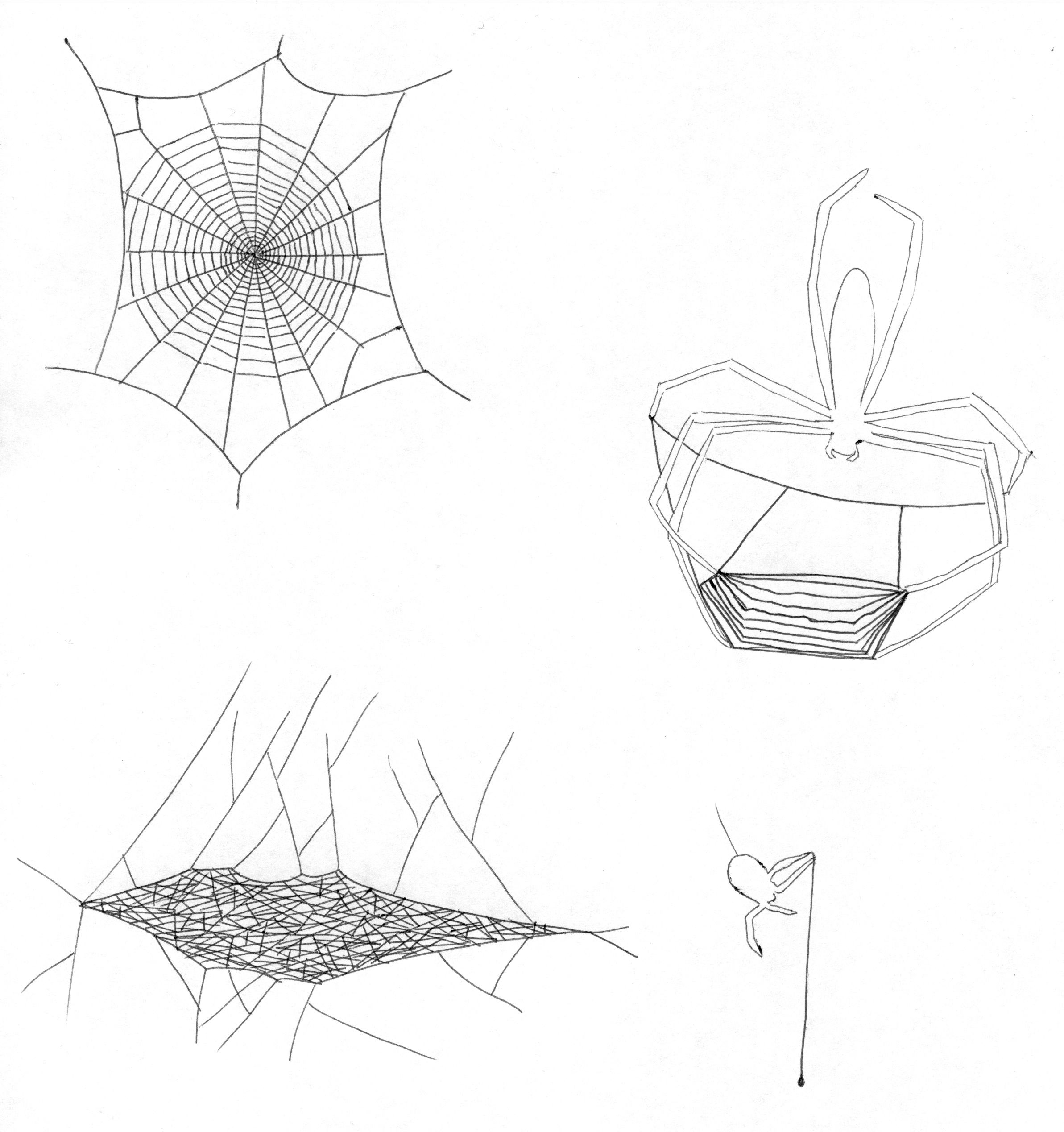 Wallpaper #MmhtGpMBSpphPi3-Uxyl333 Spider Web Shapes Ingridscienceca