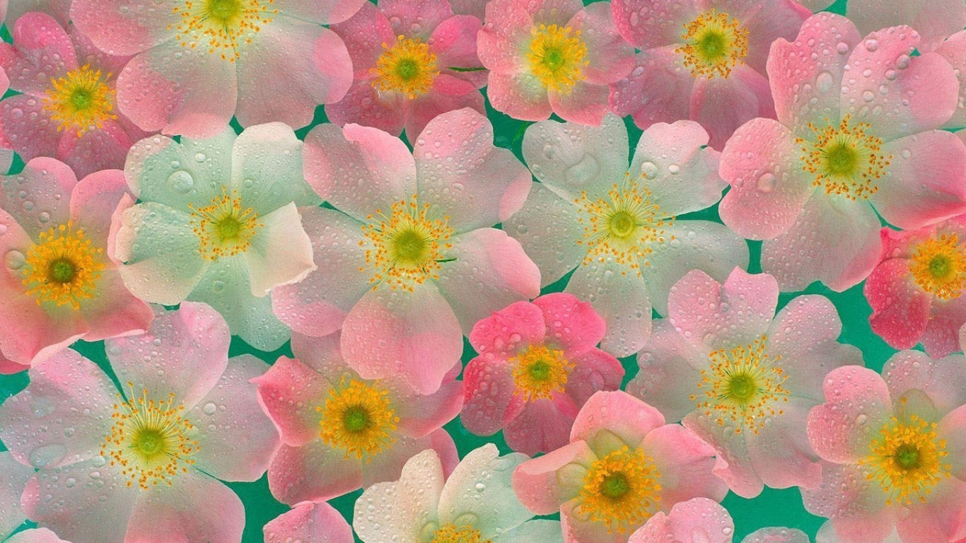 Wallpaper #lUJjPZMBOBpx0NhmO8Sr232 Flower Wallpaper 28 1366 X 768