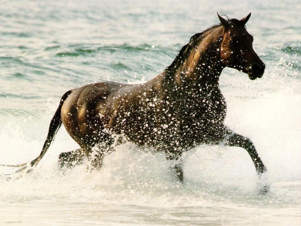 Wallpaper #9h2ULJMBlOZrFDOkbsoH324 Horse Wallpaper Horses Wallpaper 15704775 Fanpop