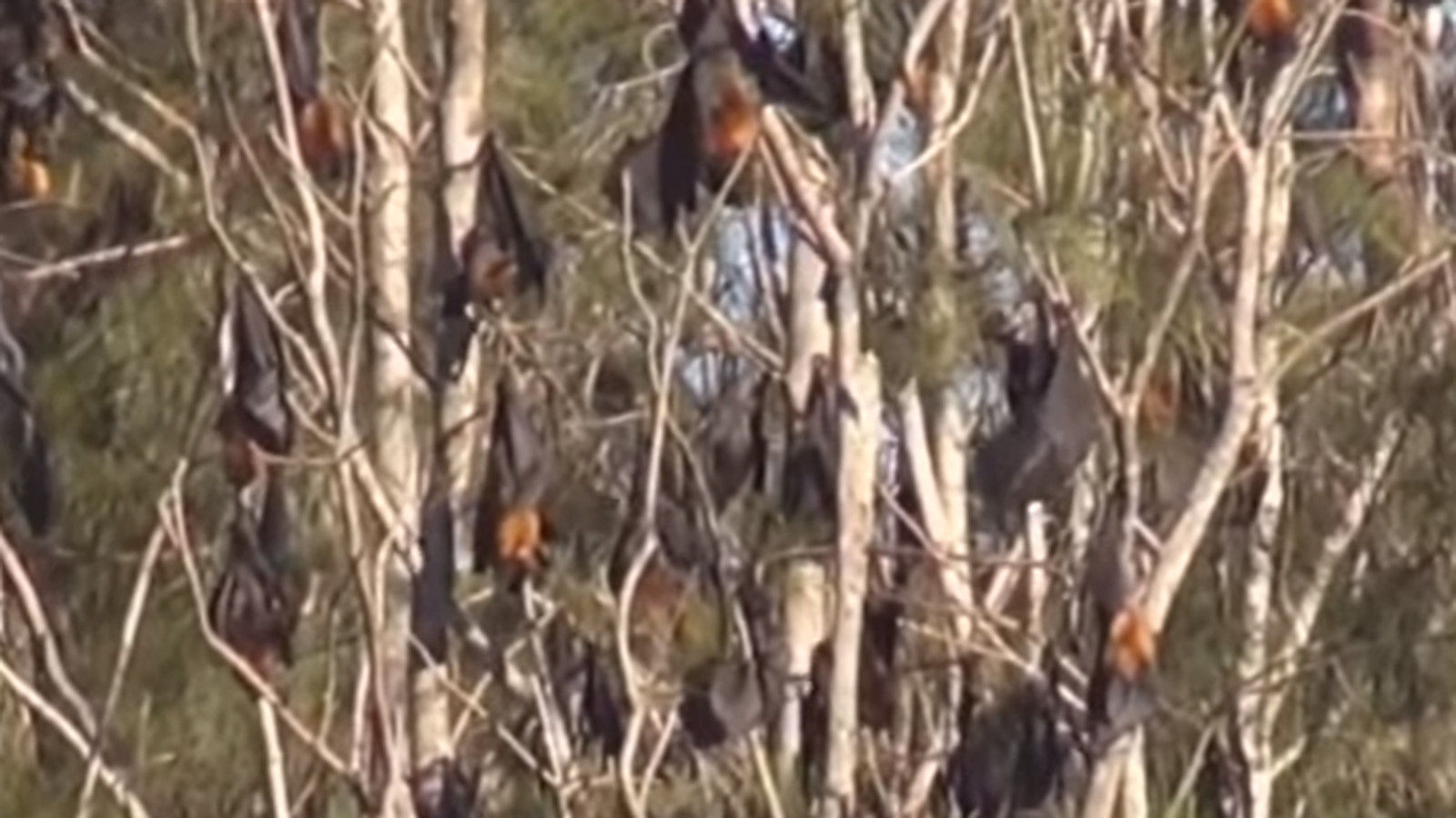 Wallpaper #uGcKC5MBSpphPi3-5NdM377 This Australian Town is Being Completely Overrun by 100000 Giant Bats