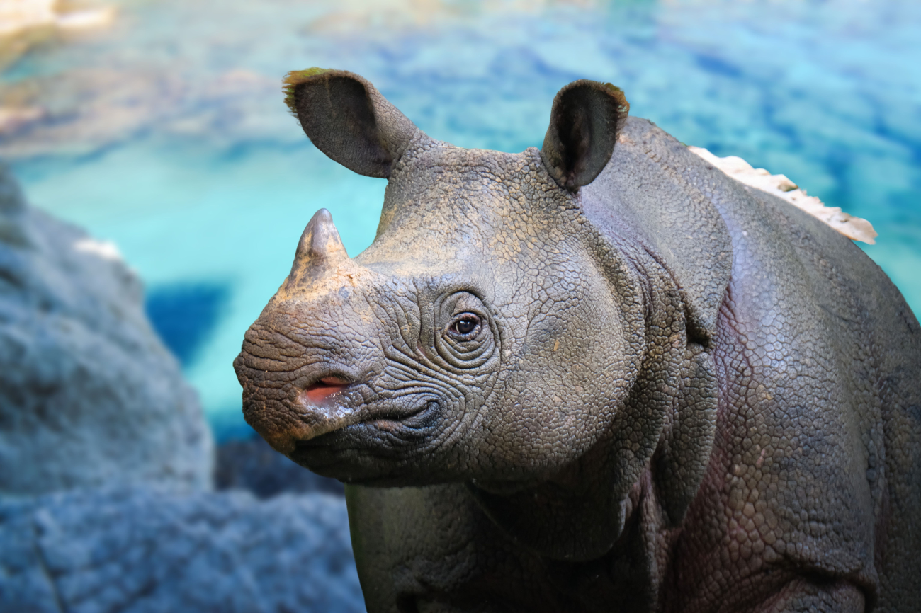 Wallpaper #dx2vLJMBlOZrFDOkYst5107 Javan Rhinos the Race to Save One of Earths Rarest Large Mammals