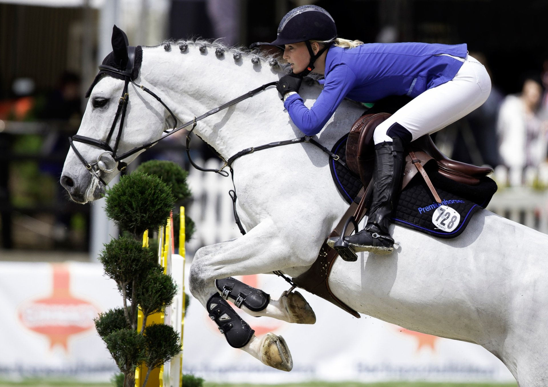 Wallpaper #Gx2aLJMBlOZrFDOk68sw26 Download Equestrian Horse Show Jumping Sports HD Wallpaper