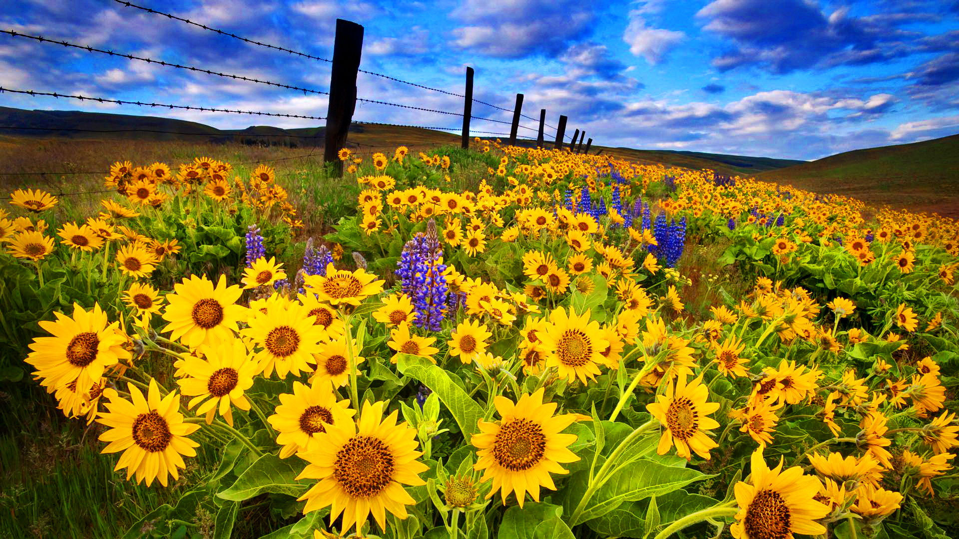 Wallpaper #wWhUIpMBSpphPi3--DK1156 Download Yellow Flower Close Up Fence Field Flower Nature Sunflower HD