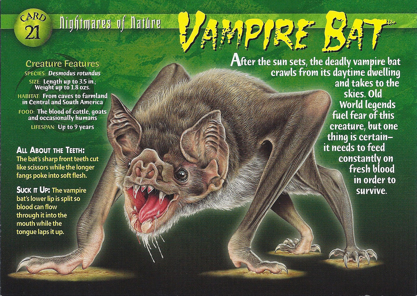 Wallpaper #r3KDMpMBX2lk1u3ogFrF238 Vampire Bat Wierd Nwild Creatures Wiki
