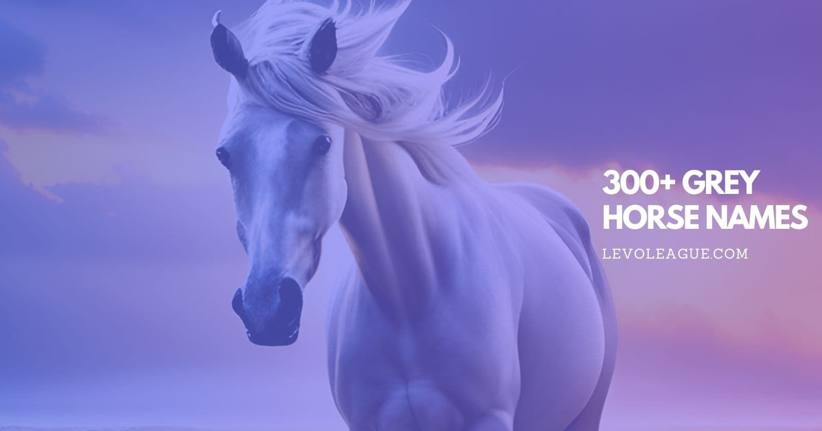 Wallpaper #ovBcgJcBi4JM6agGYCEx97 300 Grey Horse Names the Ultimate List for Your Majestic Steed