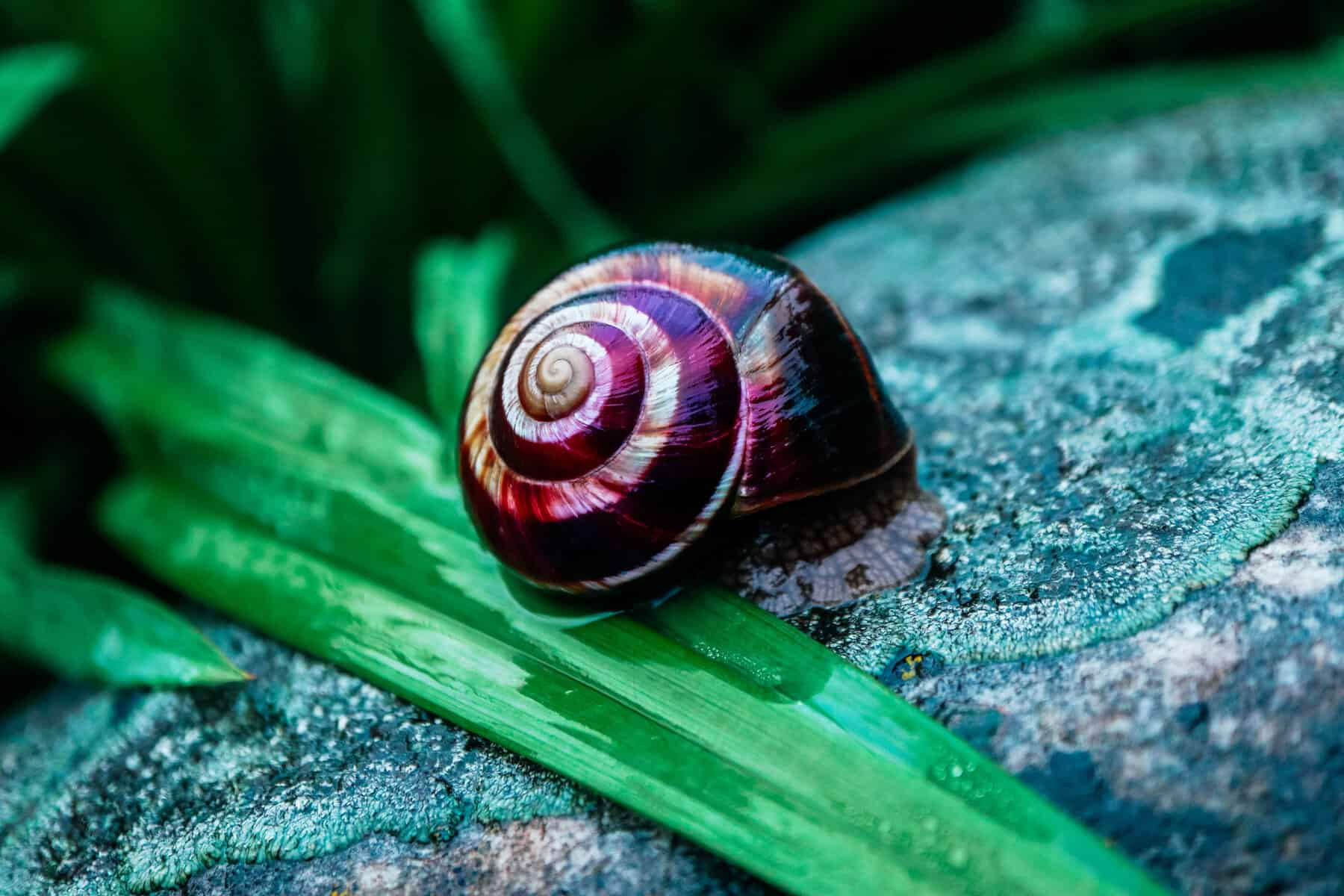 Wallpaper #7DE0NZMB5zzyi_yYk1WD470 What Are the Different Mystery Snail Colors