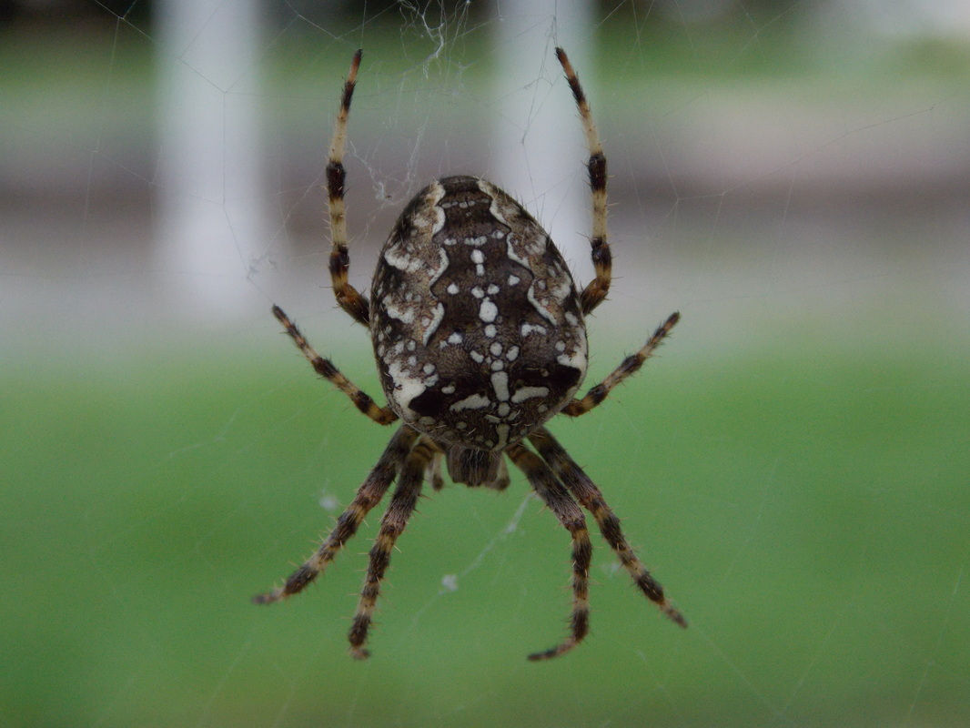 Wallpaper #GvSnOZMBKFX8bn3rXXez86 Garden Spider Araneus Diadematus British Nature Guide