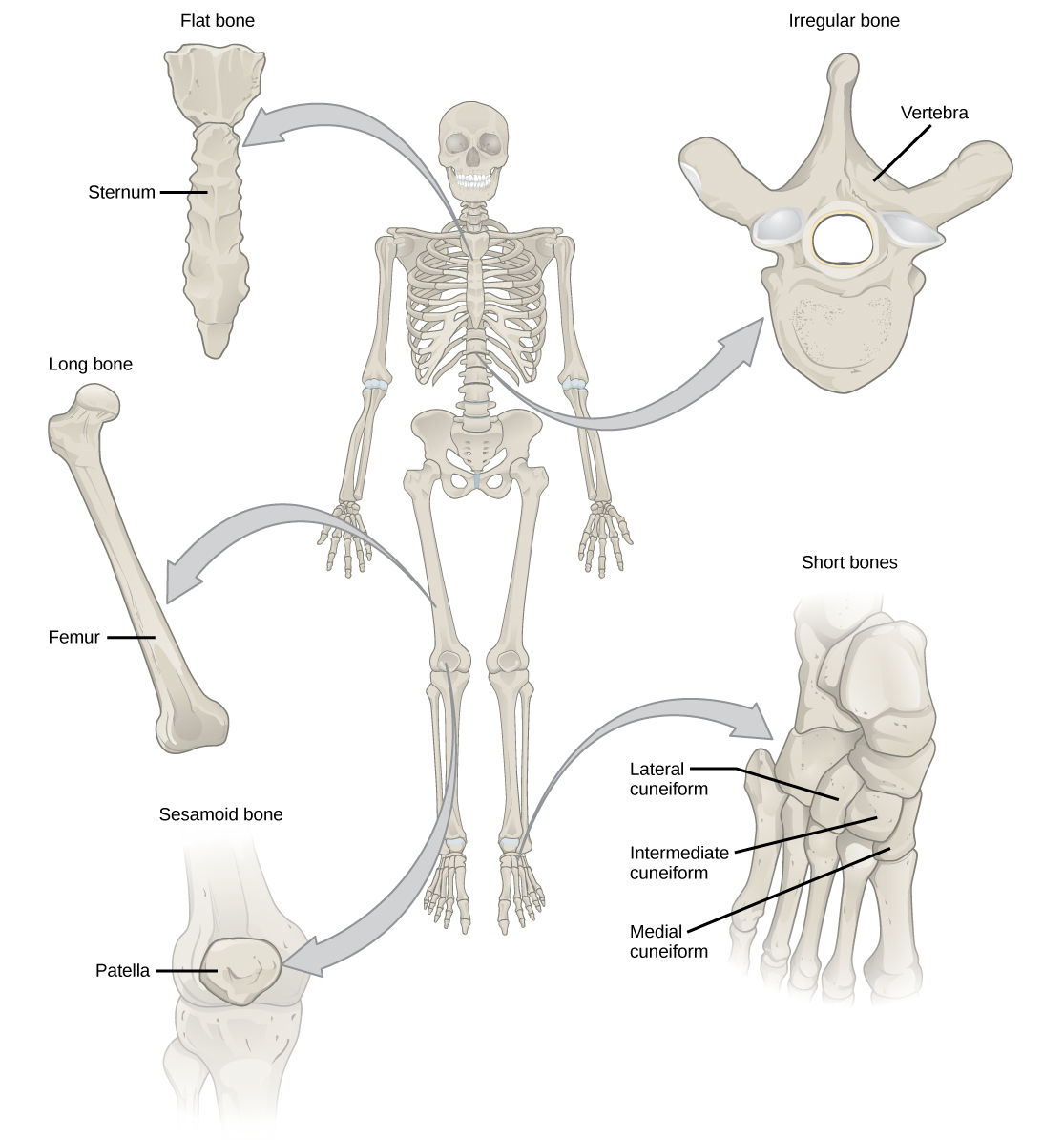 Wallpaper #7B0HLZMBlOZrFDOkWM3S238 192 Bone Concepts of Biology 1st Canadian Edition