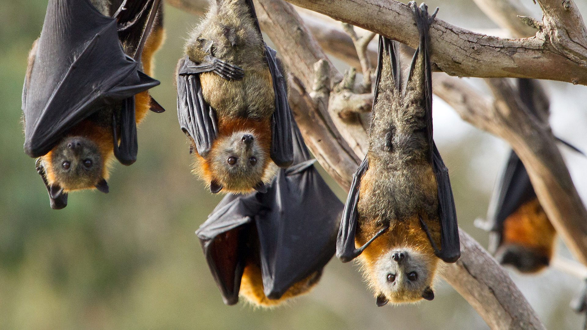Wallpaper #2mdTDJMBSpphPi3-nt1P341 Giant Flying Fox Bat Baby