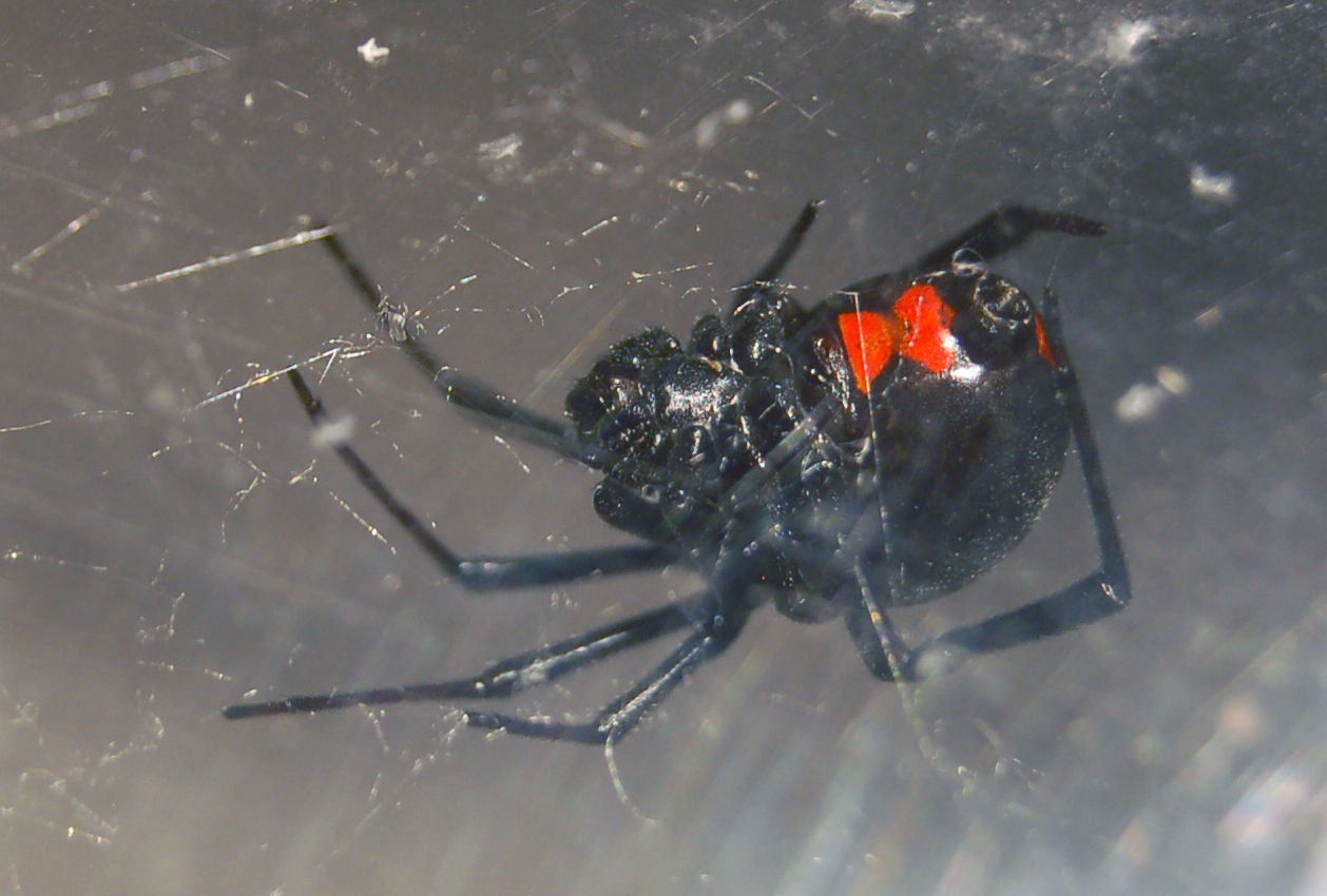 Wallpaper #HGcYCpMBSpphPi3-btPW131 Ohios Biting Spiders Spidersrule