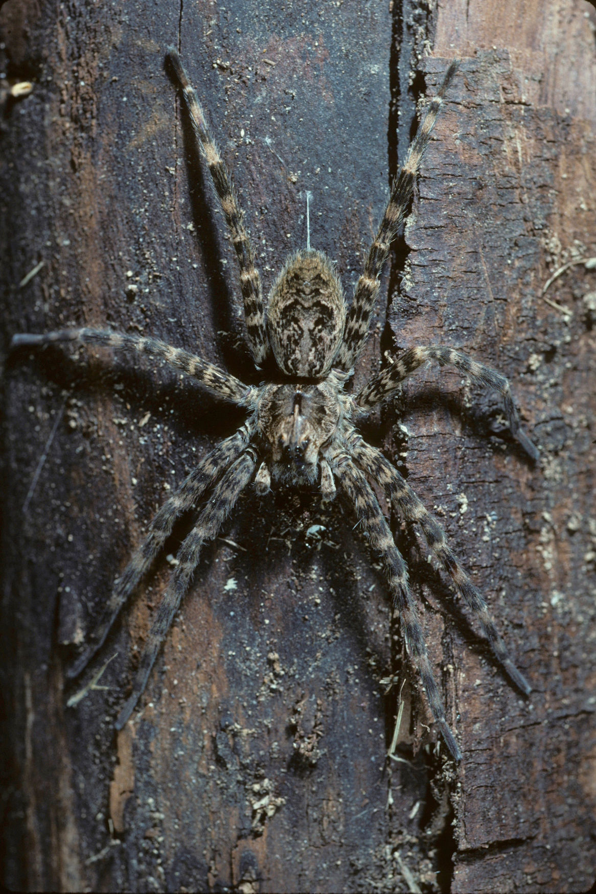 Wallpaper #E1Zdd5cBsd6xcFiEX9pZ138 Scariest Looking Spiders