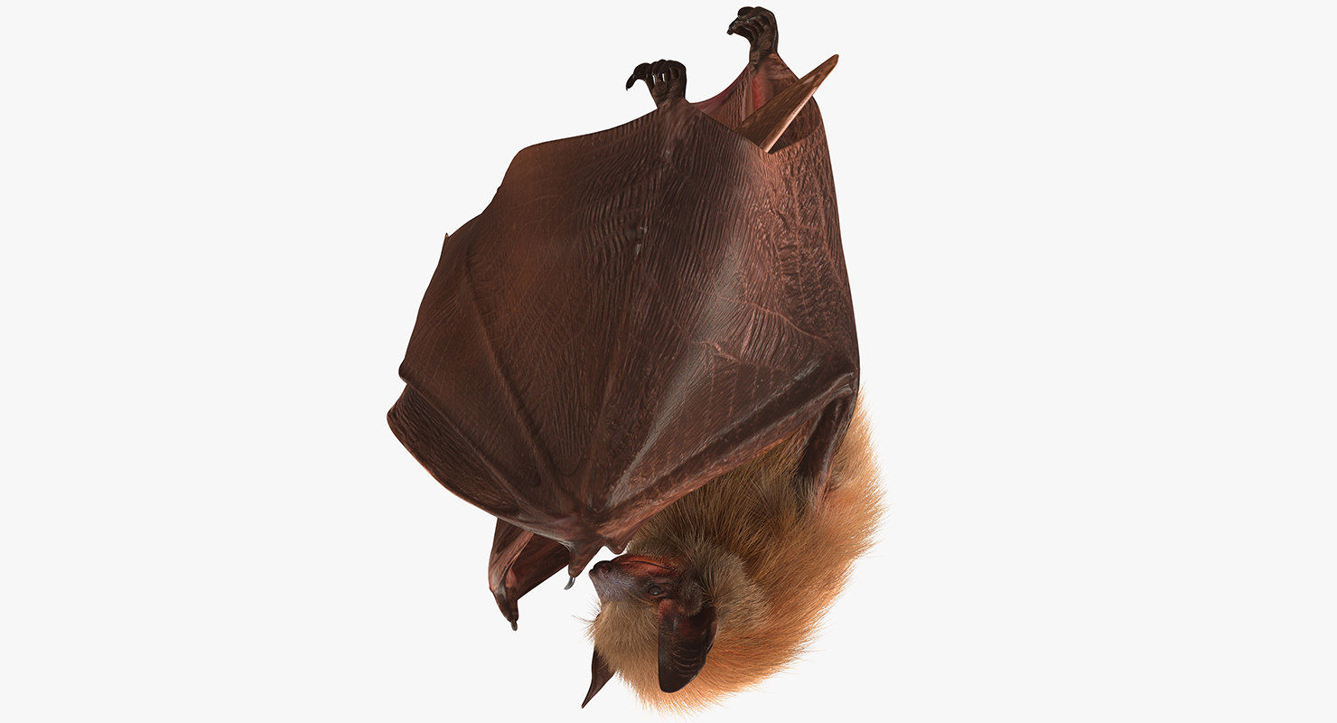 Wallpaper #dha9MpMBygIvLWsI-pMD354 Hanging Bat Fur 3D Model