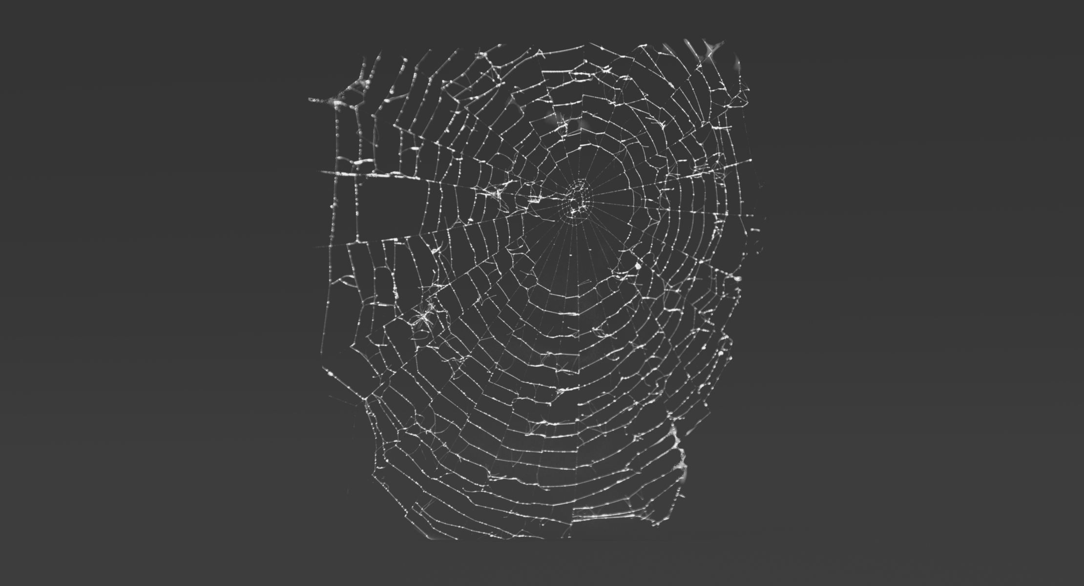 Wallpaper #xhmUEo8BtGB6xQ78j2OD34 3D Spider Web Spiderweb Turbosquid 1178397