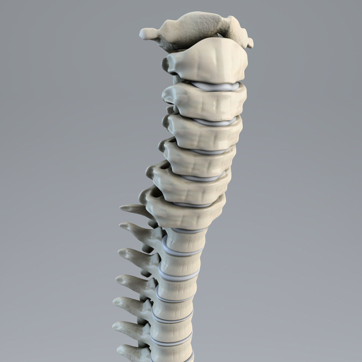 Wallpaper #HmeNC5MBSpphPi3-KNo9139 Human Spine 3D Model