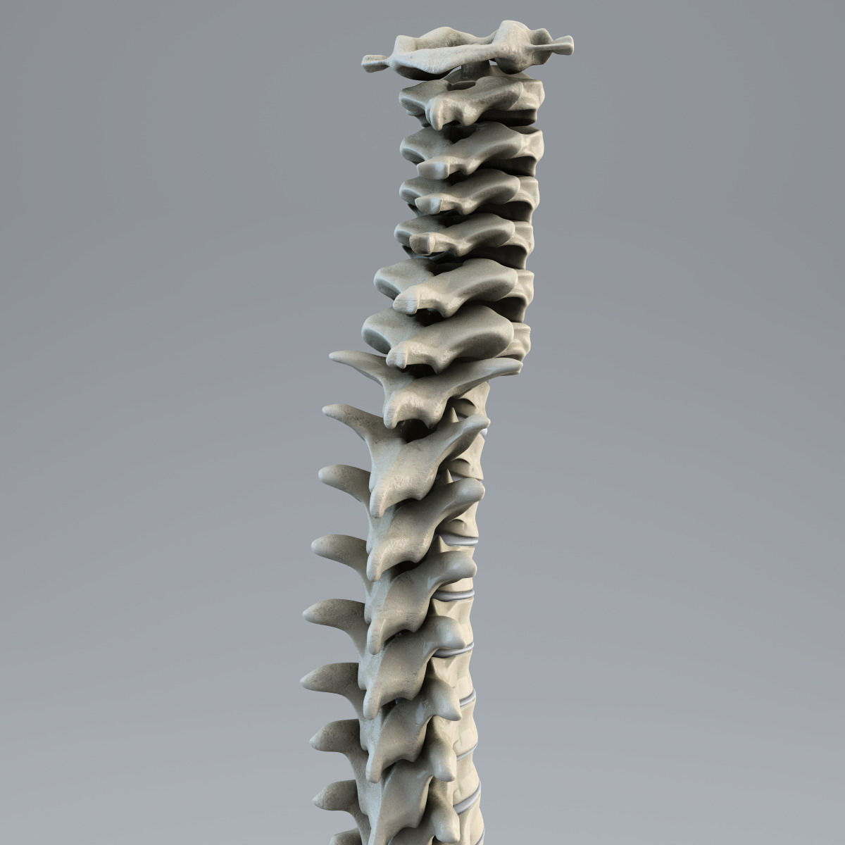 Wallpaper #HmeNC5MBSpphPi3-KNo9143 Human Spine 3D Model