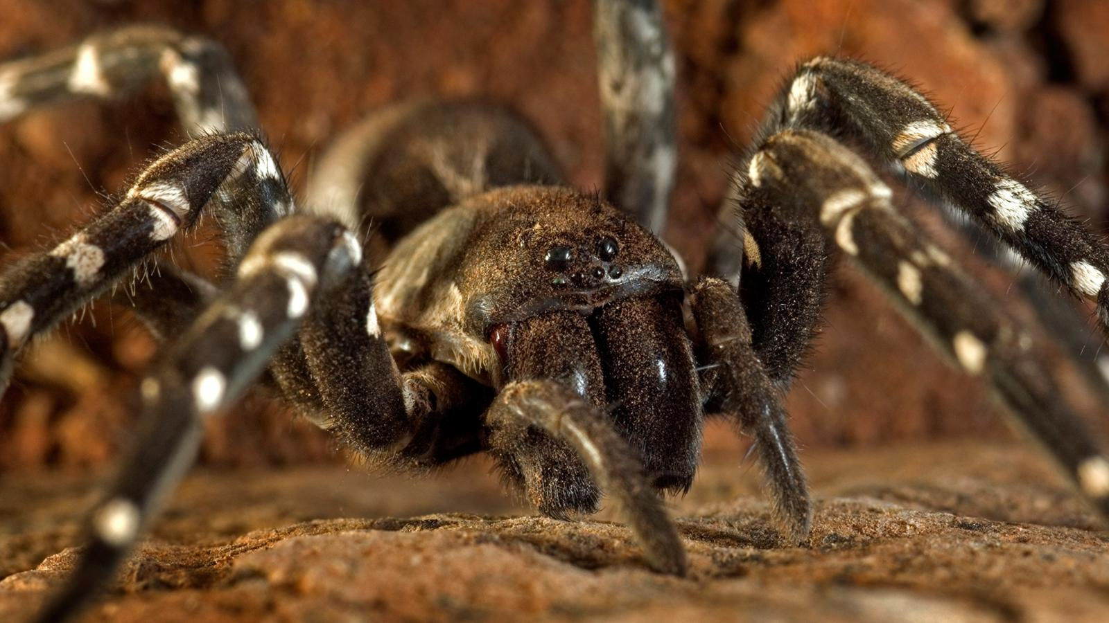 Wallpaper #VWcg6ZIBSpphPi3-e0A-163 The Worlds Largest Spider is the Size of a Dinner Plate the Muslim Times
