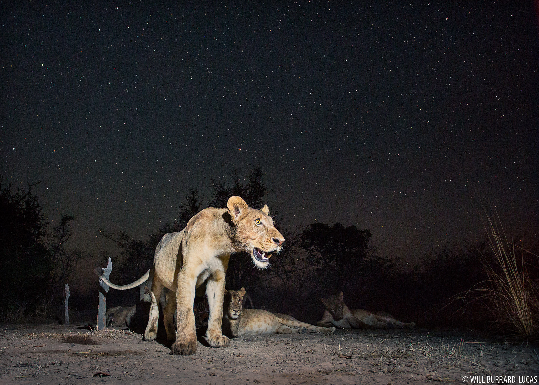 Wallpaper #354B4 Male Lion Hunting at Night 1 Andrew Yeoman Flickr