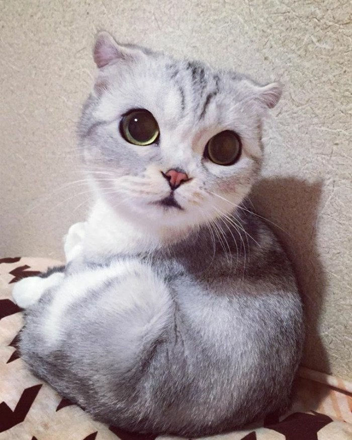 Wallpaper #DLih2JIBJvJKYCmERemF379 10 Photos of Adorable Big Eyed Japanese Cat Hana Instagram Viral
