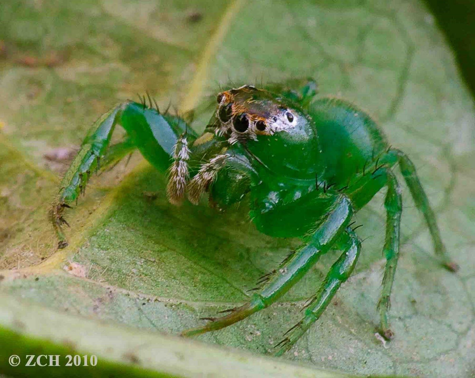 Wallpaper #wmfS65IBSpphPi3-9k4K296 Zanes Photo Blog Random Photographs Bugs Spiders Green Jumping