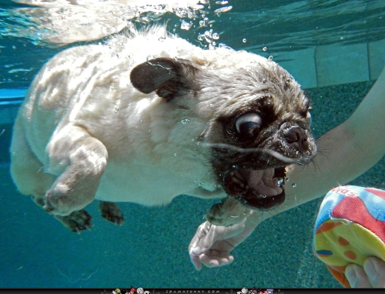 Wallpaper #RhlGDo8BtGB6xQ788Fkx10 Pug Pics Funny Derp Pug Dives for the Ball in Pool Funny Pics