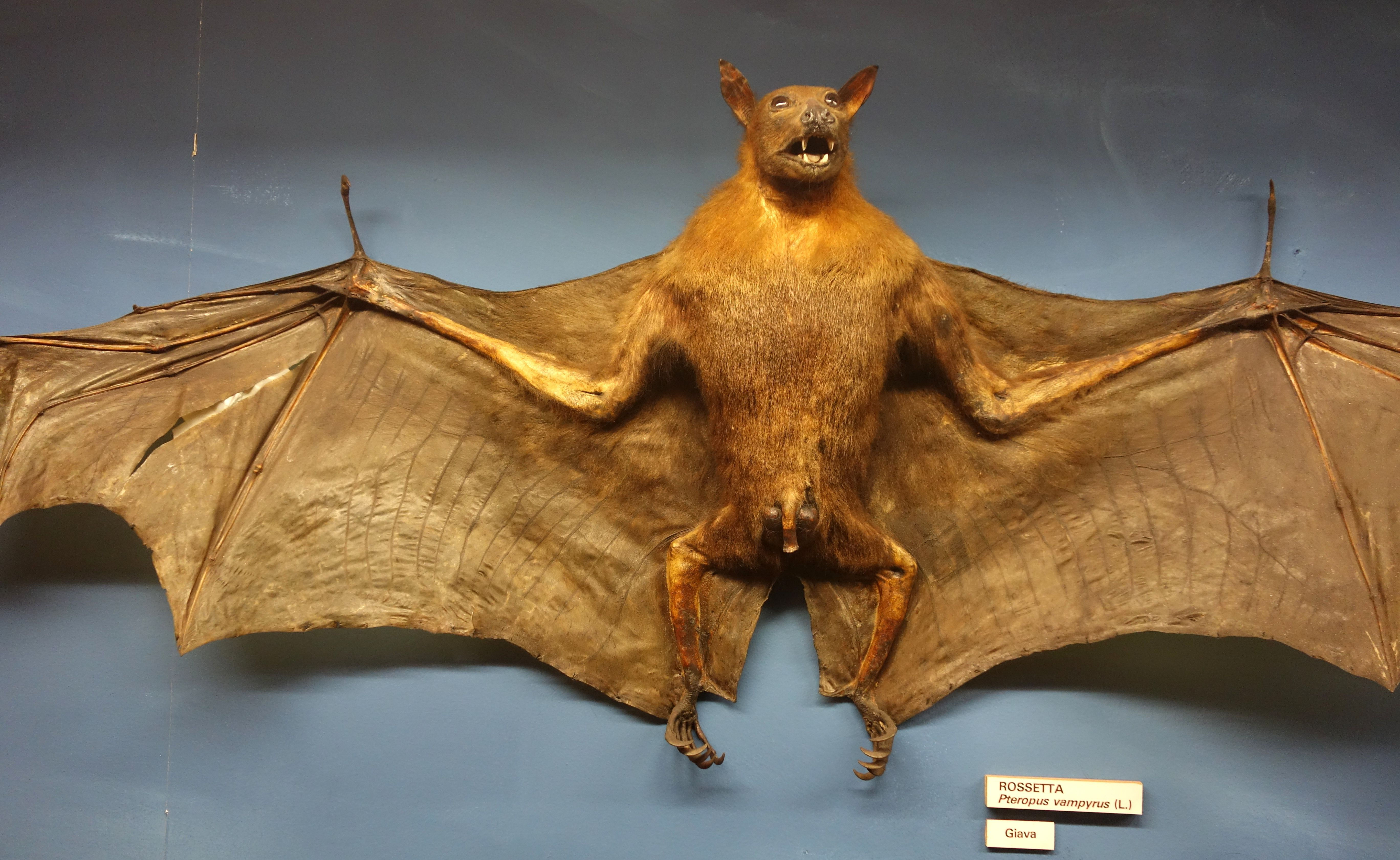 Wallpaper #S2cLE5MBSpphPi3-pP5k240 Tempat Wisata Flying Fox Di Jogja Tempat Wisataku