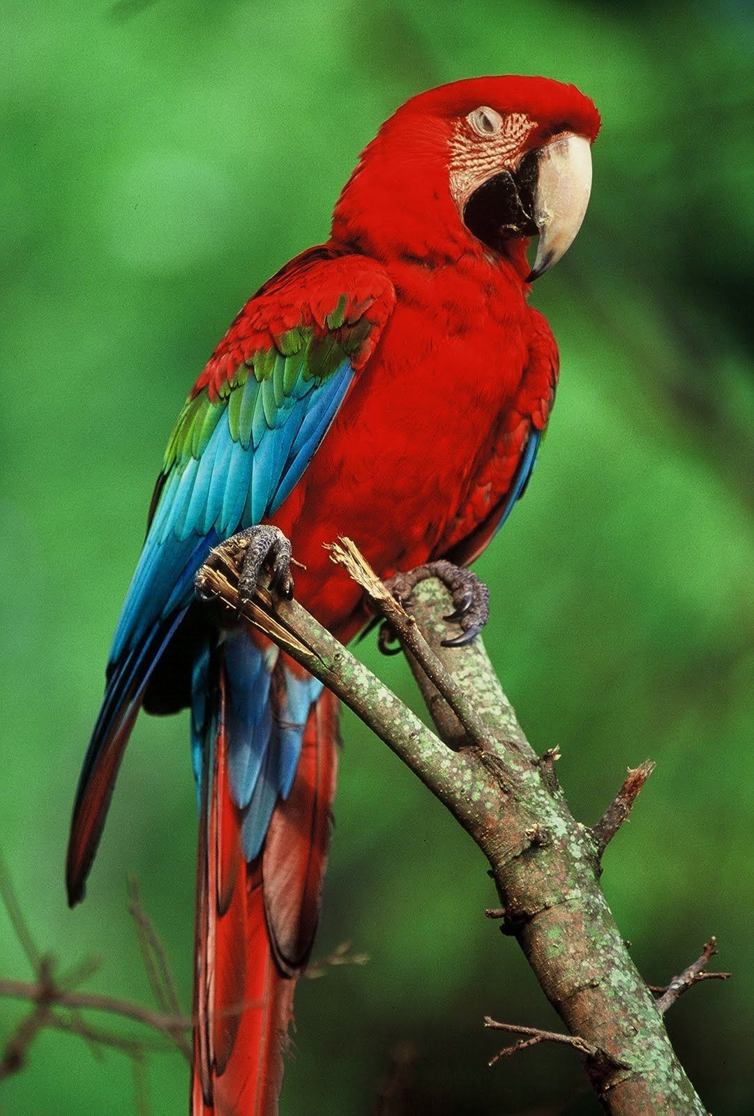 Wallpaper #sXf8J5MB-pgBXx60hKh287 Animal 6 Kind of Animals in the Tropical Rainforest Tropical