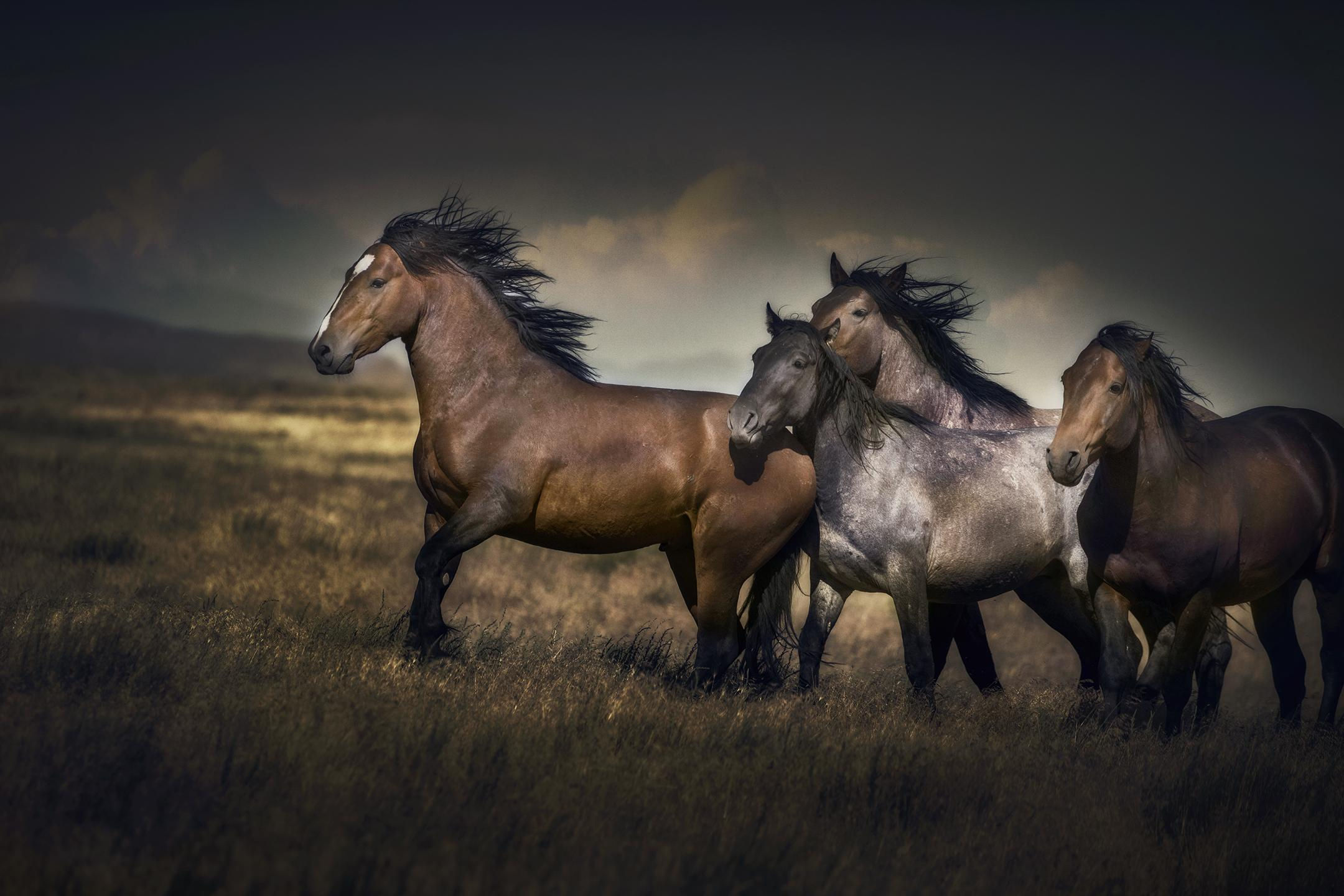Wallpaper #fEW2j44B7YBJg1BV7p3052 Behold Freedom Wild Mustangs of Onaqui Mountains Horse Nation