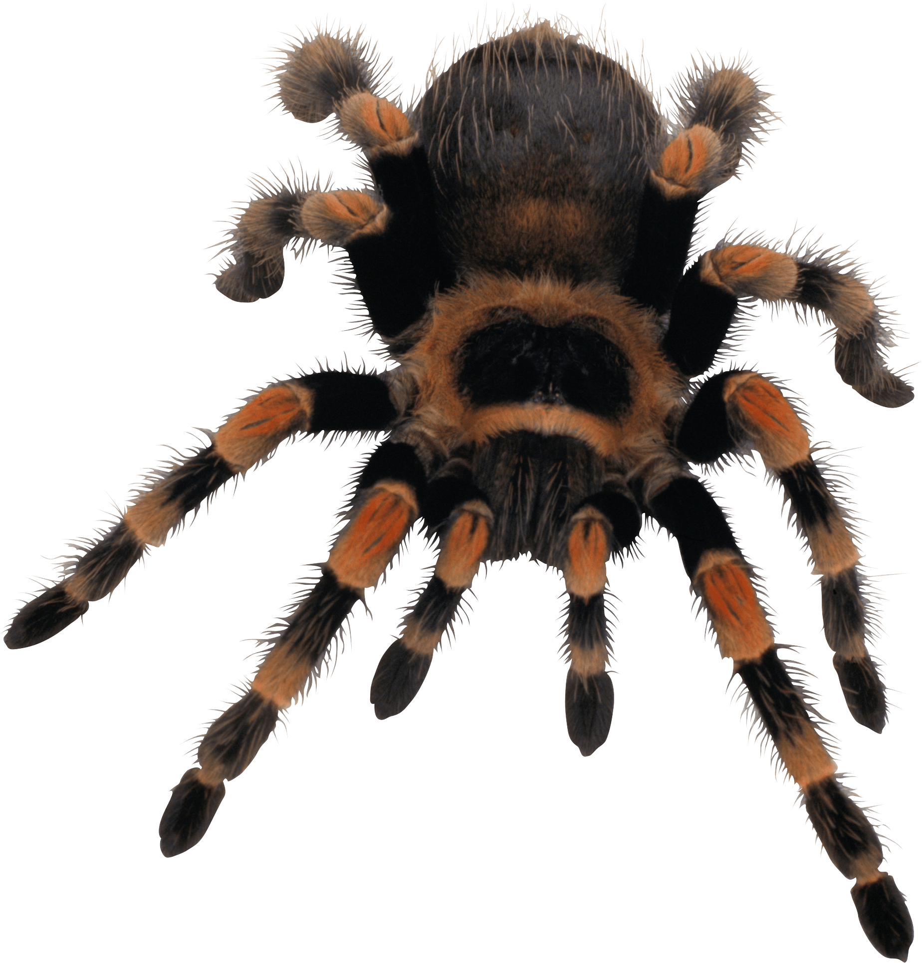 Wallpaper #IHd9JpMB-pgBXx606qKg195 Spider Png Image Transparent Hq Png Download Freepngimg