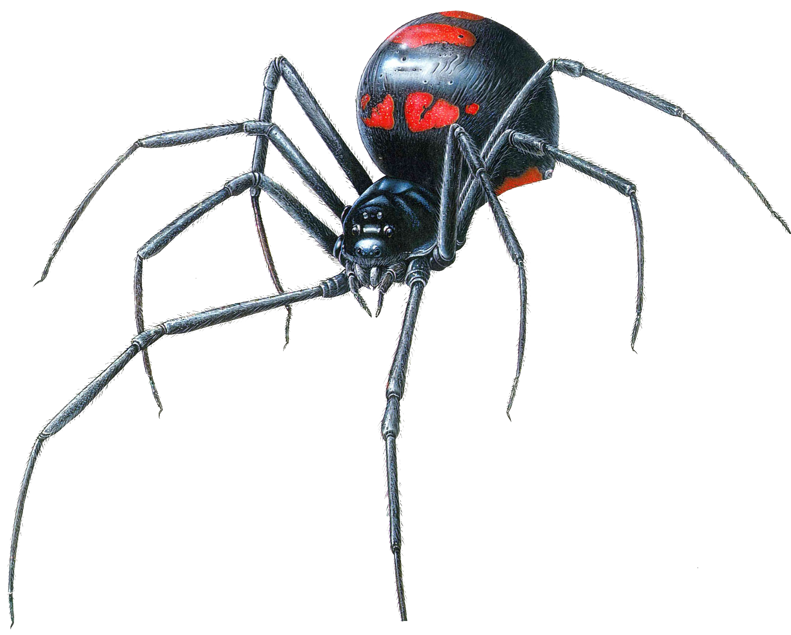 Wallpaper #BBkLE48BtGB6xQ78G2W84 Download Black Widow Spider Transparent Hq Png Image Freepngimg